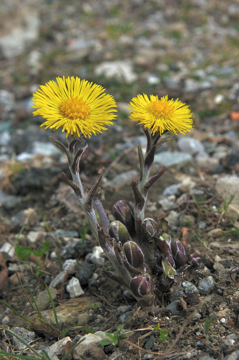 tussilago coltsfoot
