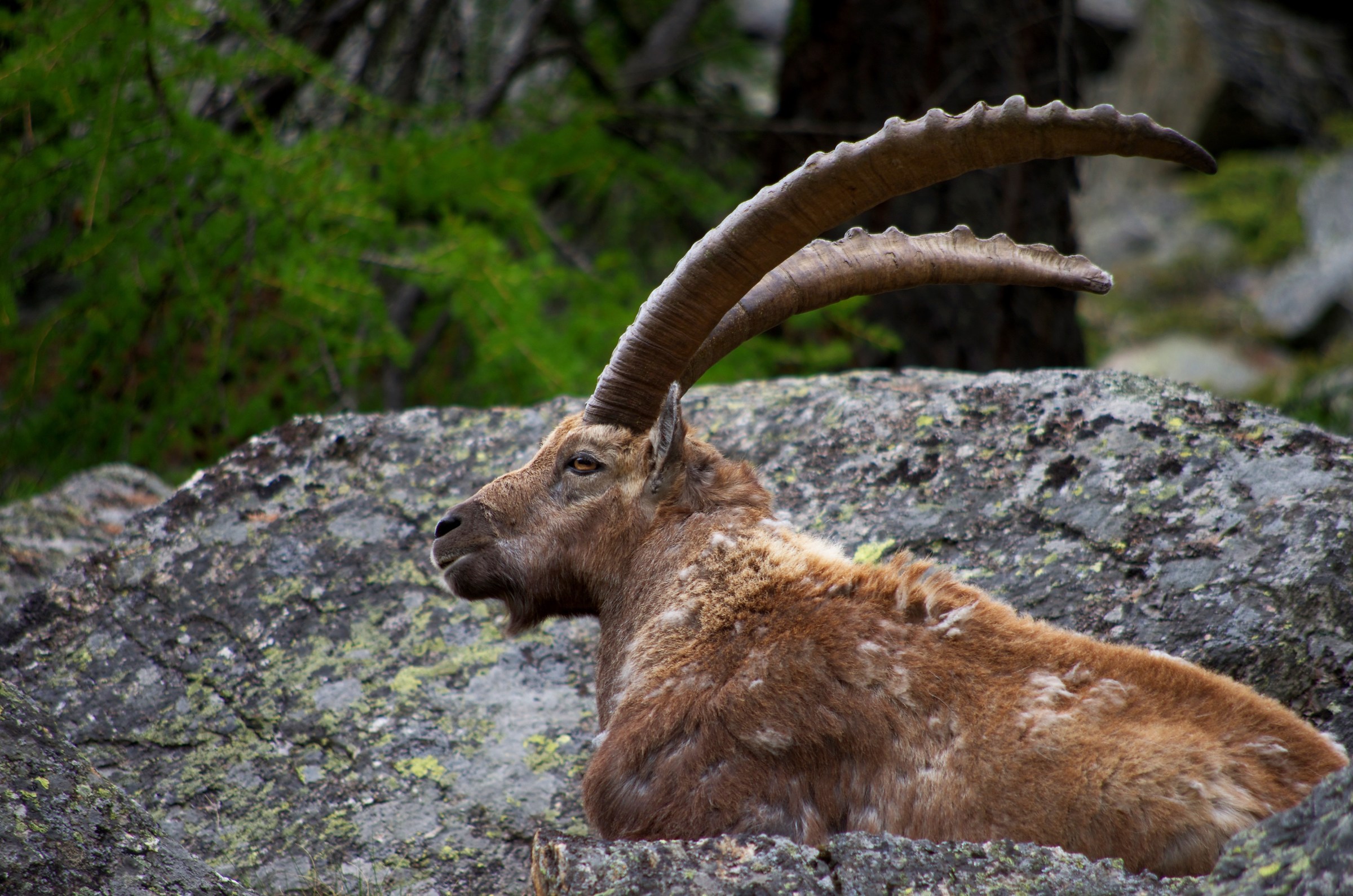 stambecco Valle d'Aosta