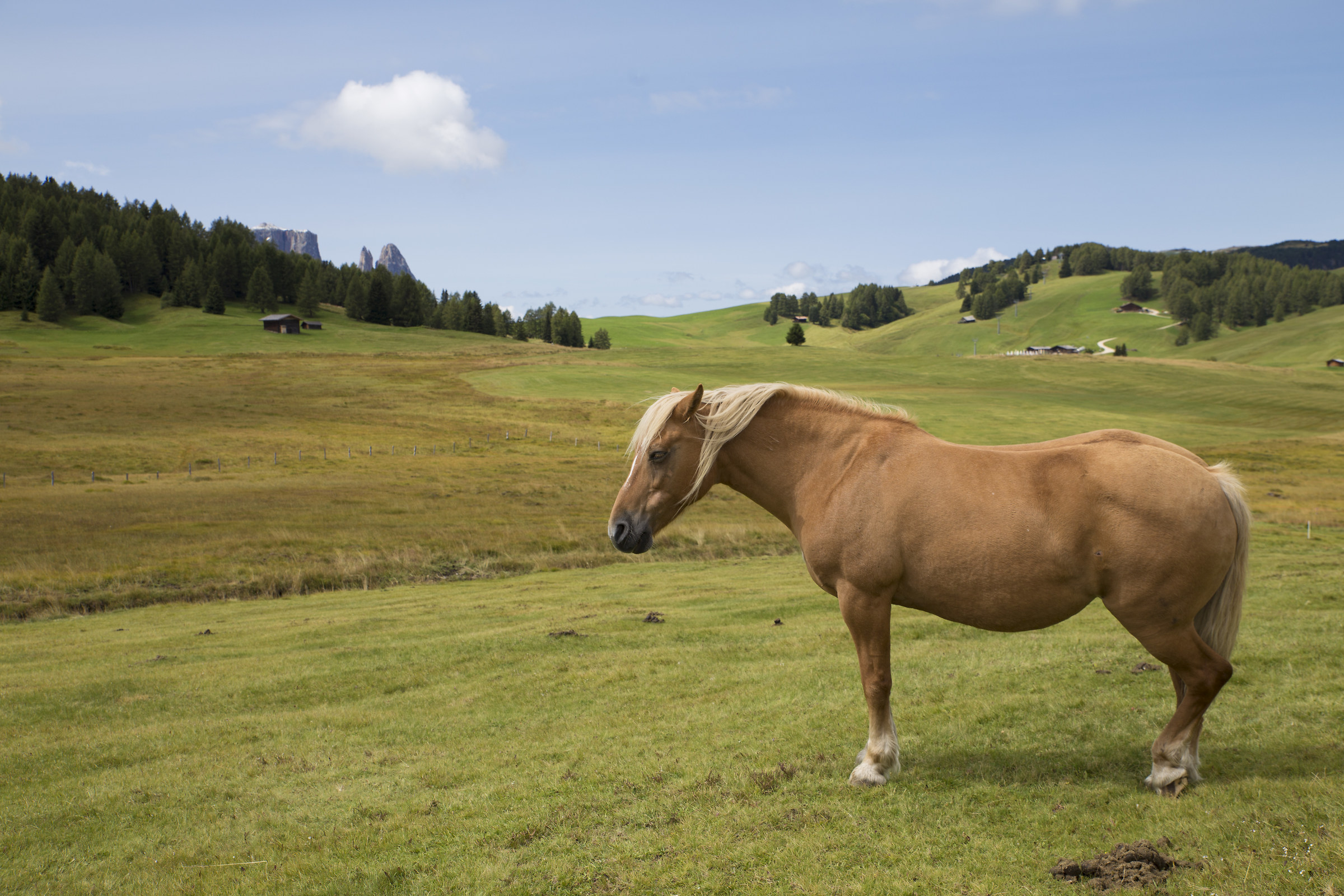 Cavallo in paradiso...