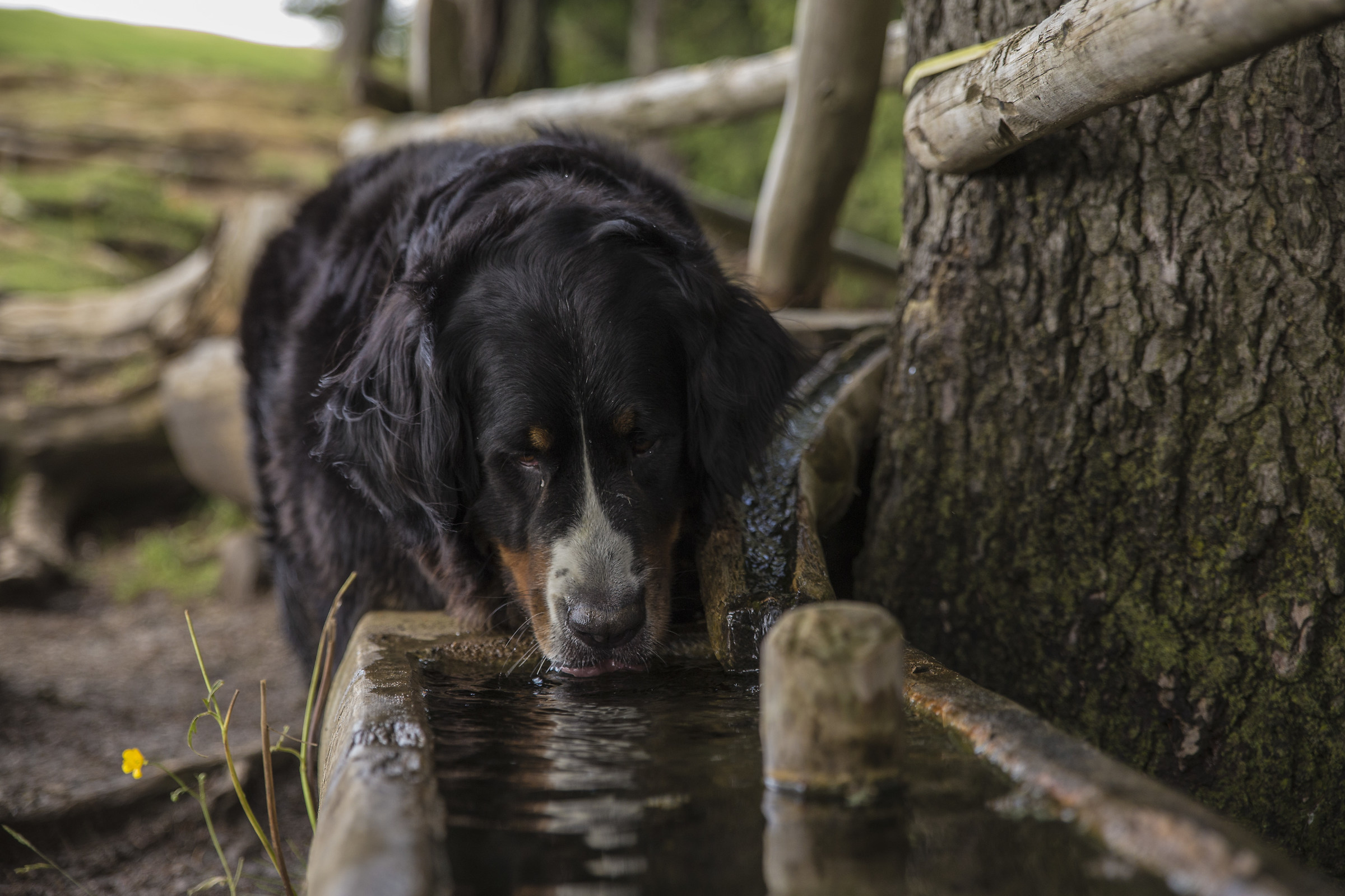 Bevuta in santa pace....