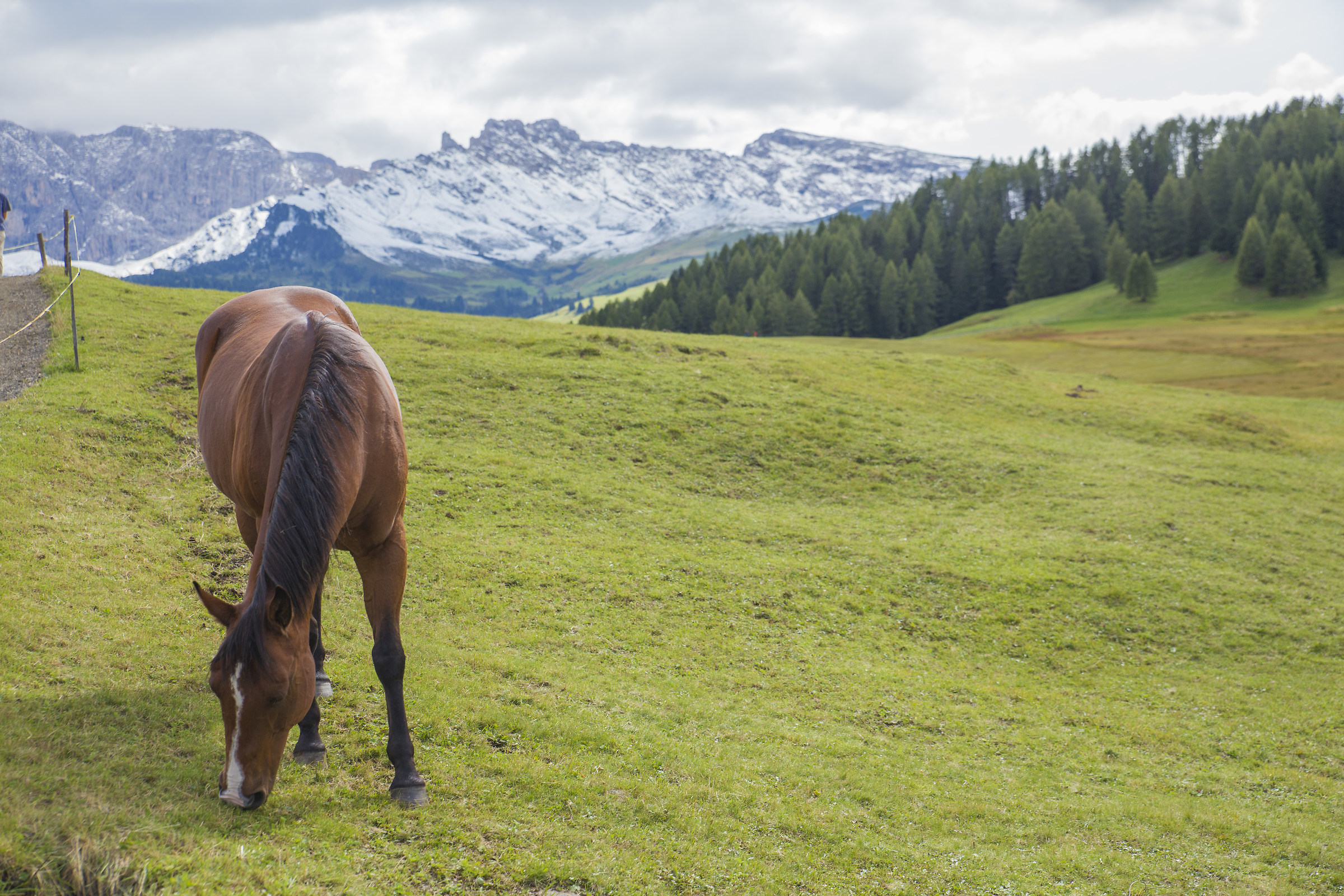 Altro Cavallo in paradiso...
