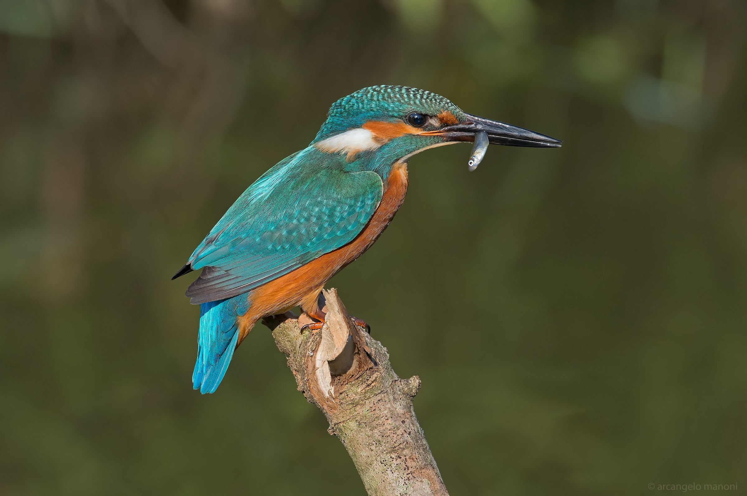 The Pride of Fishing