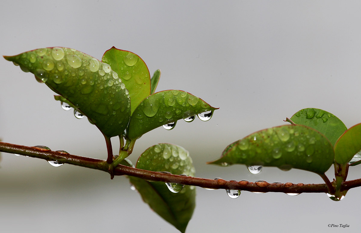 Oggi piove