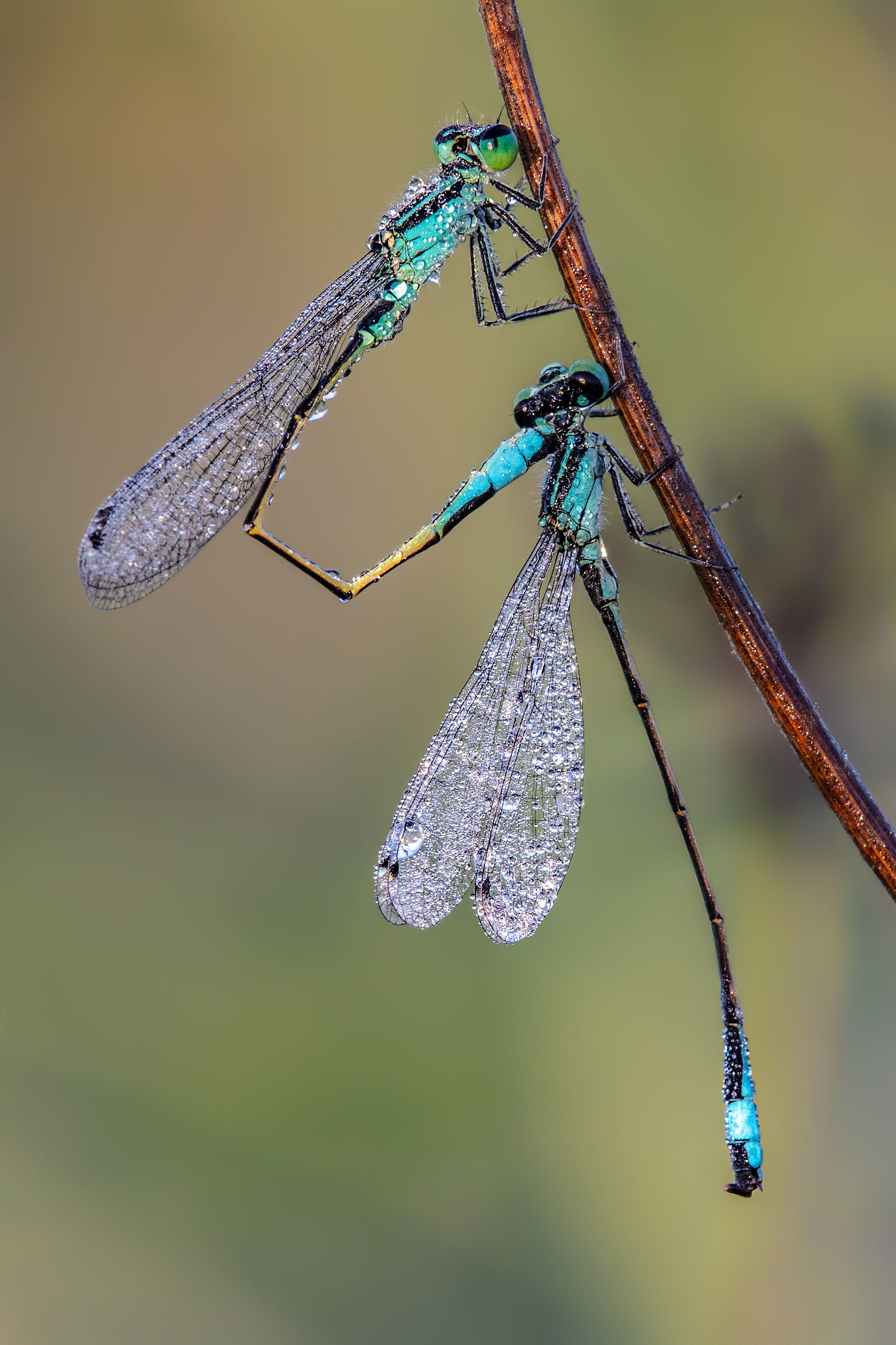 #Odonata #Azzurro #Zygoptera