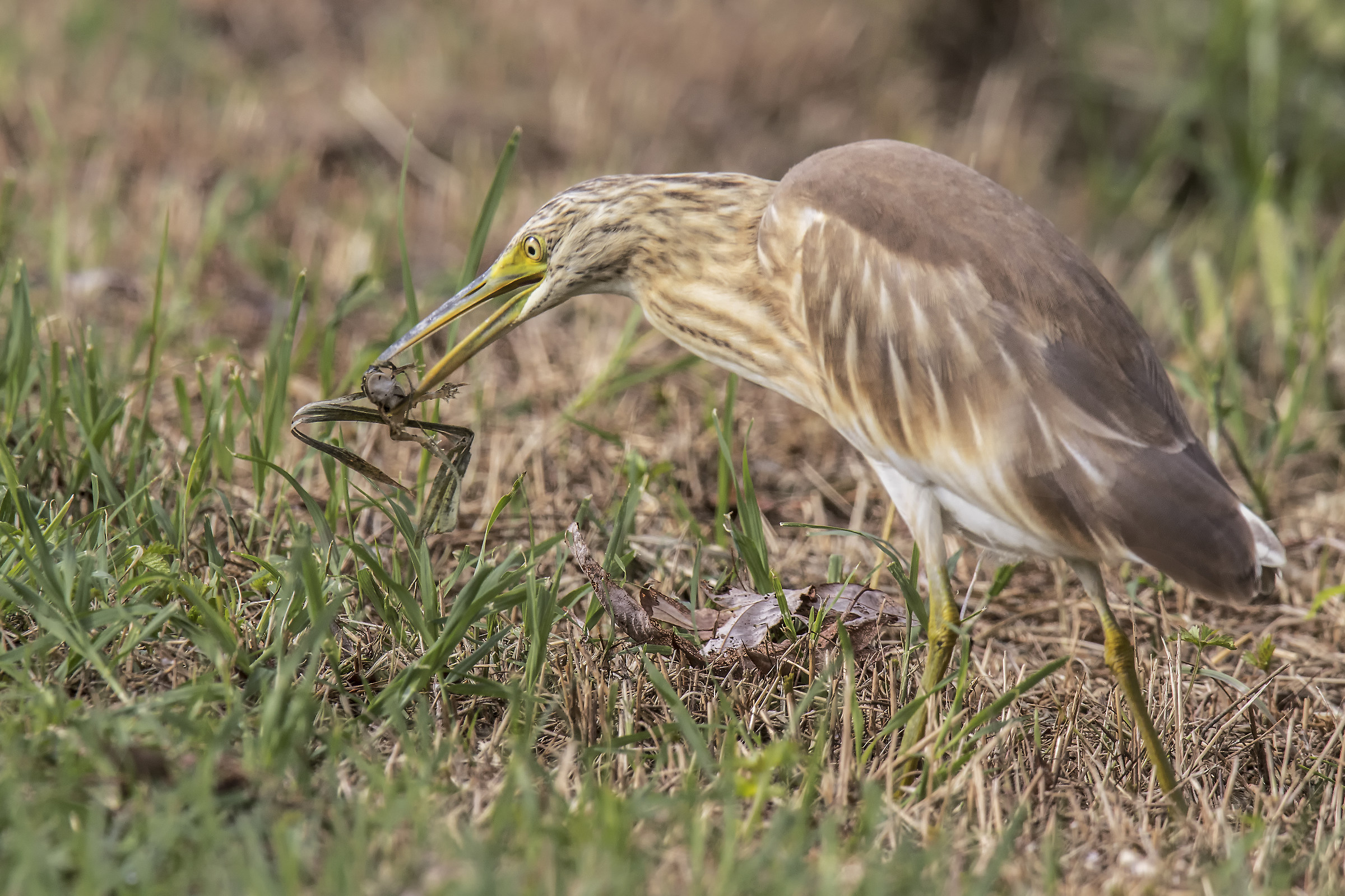 Squacco sprig with Frog