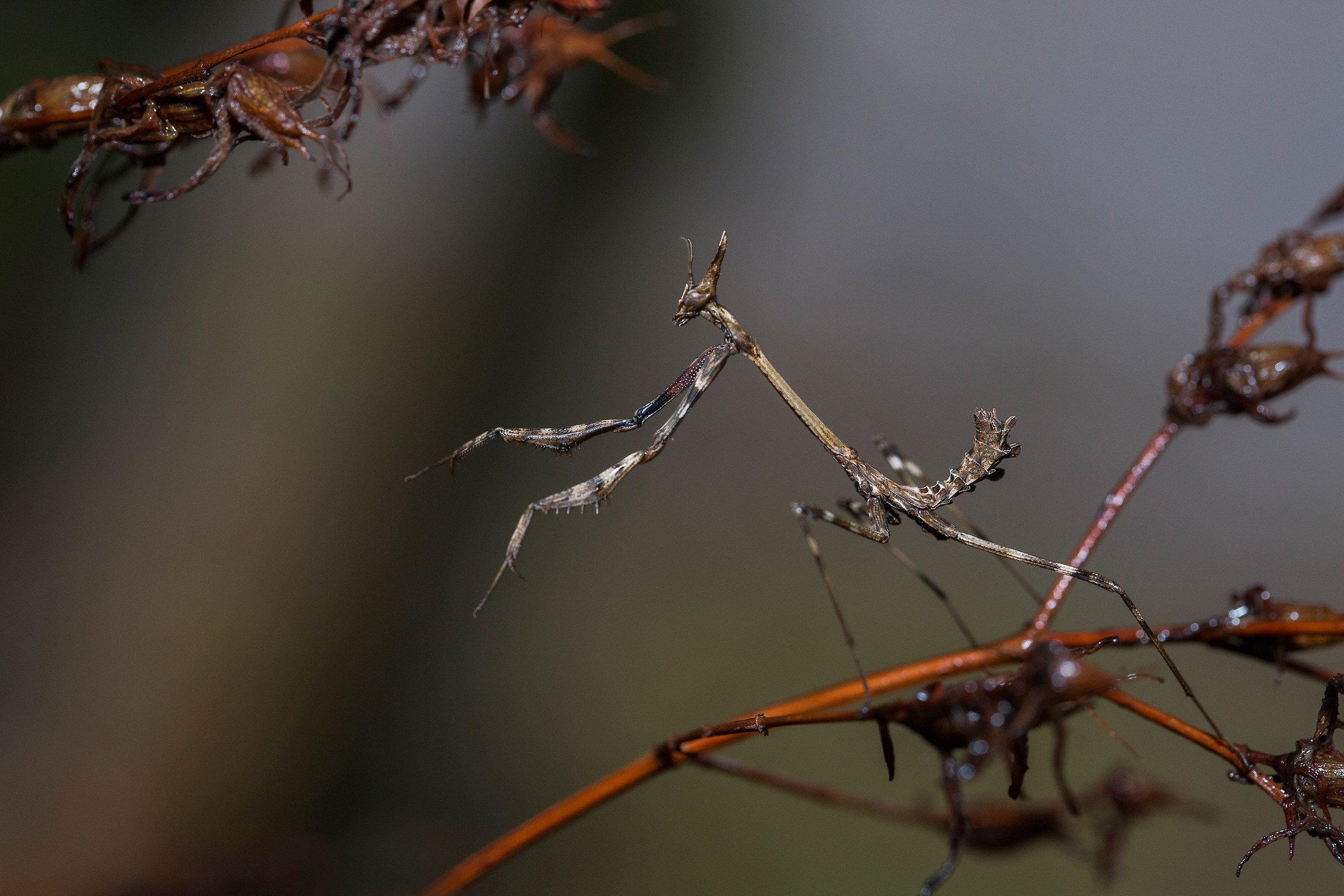 Light as a ghost-Empusa pennata