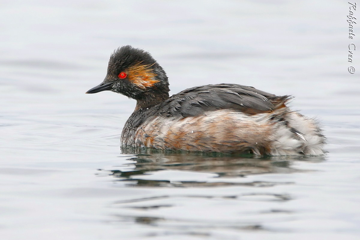 Small Grebe