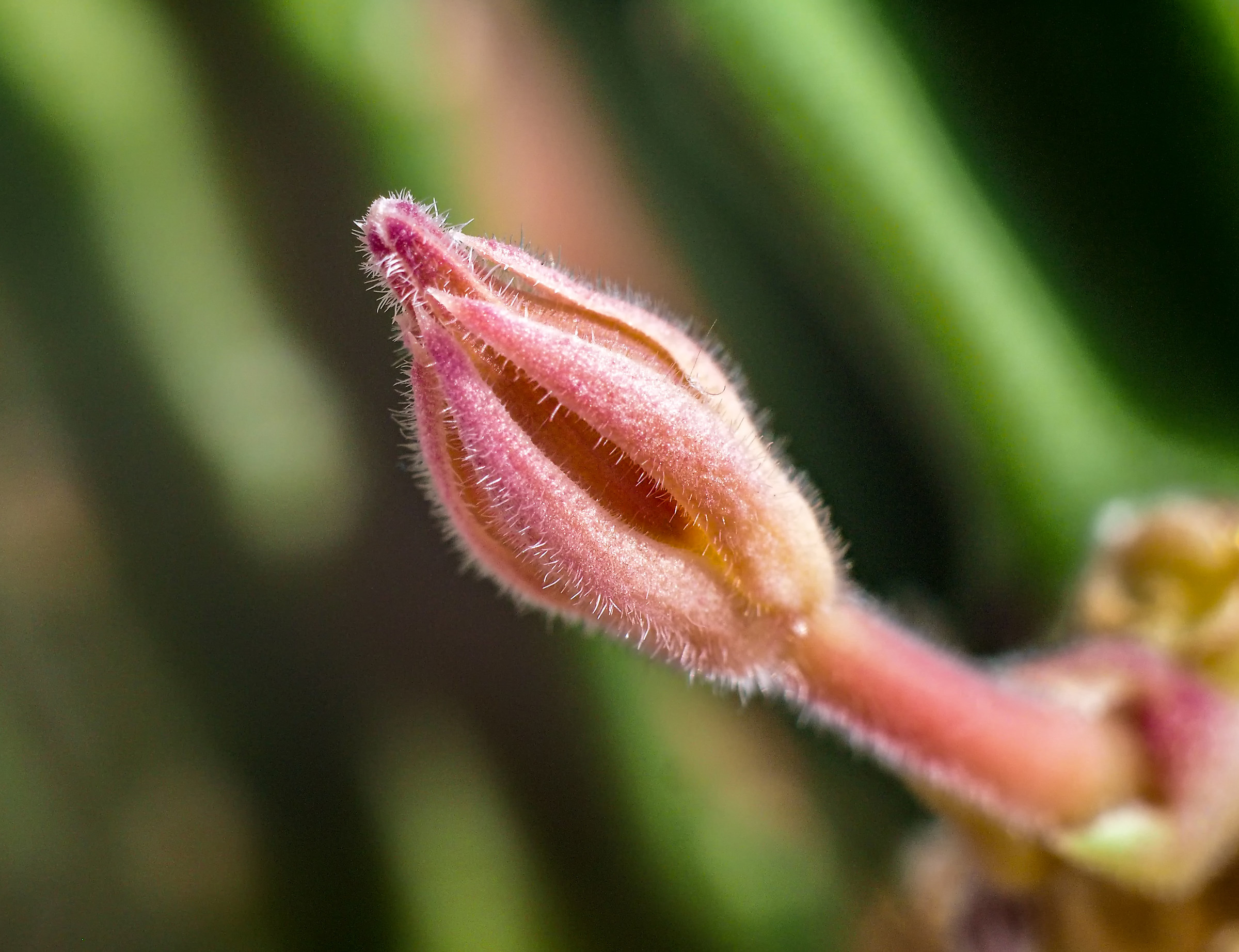 A tiny bud on Stafelia