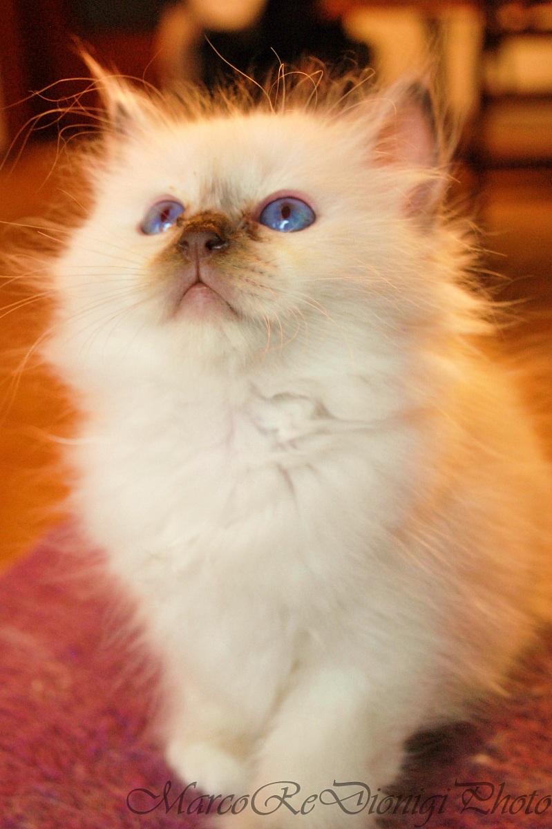 Un elefante che vola