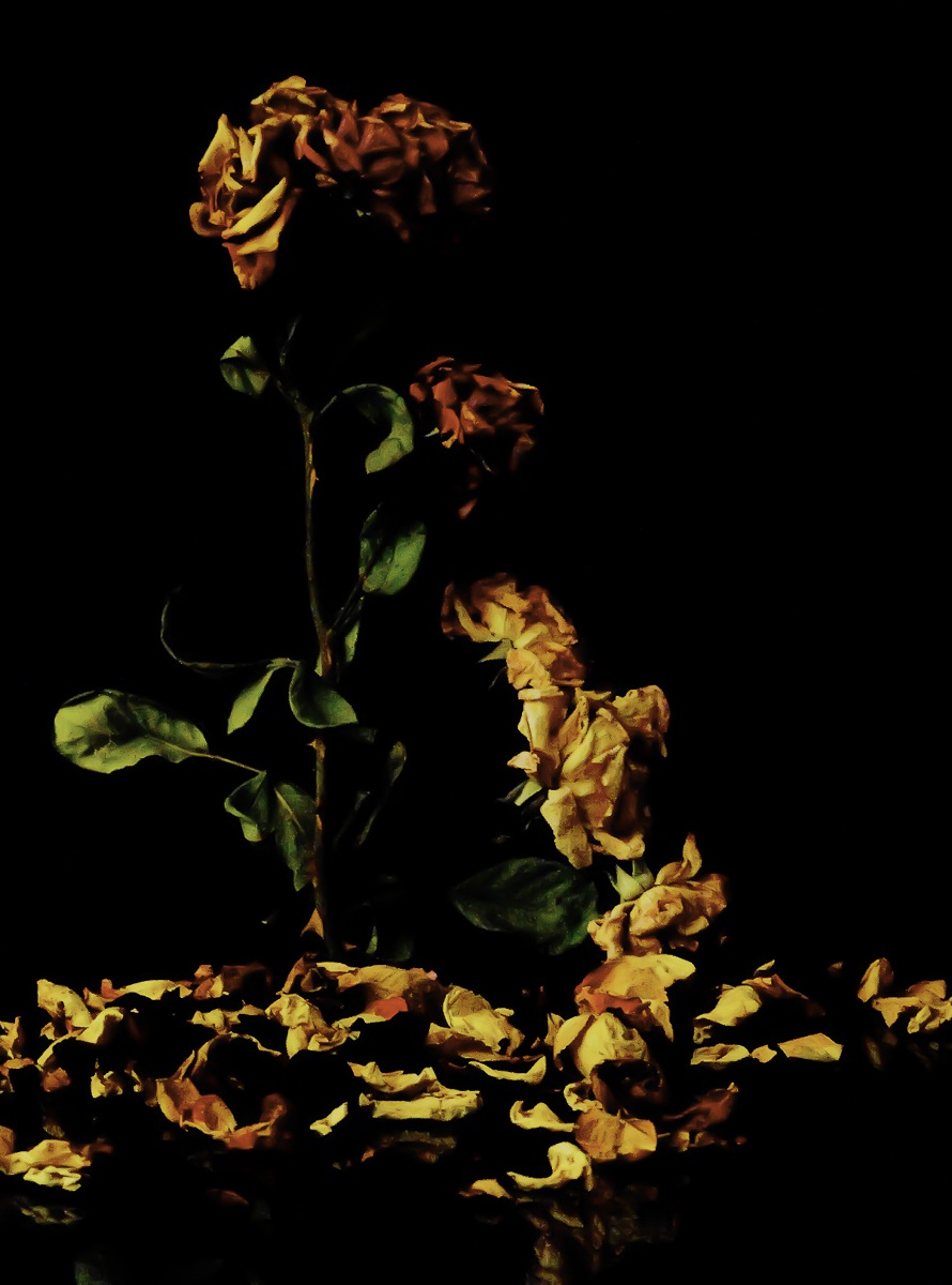 ... were roses ... a year ago ... 1 magazine