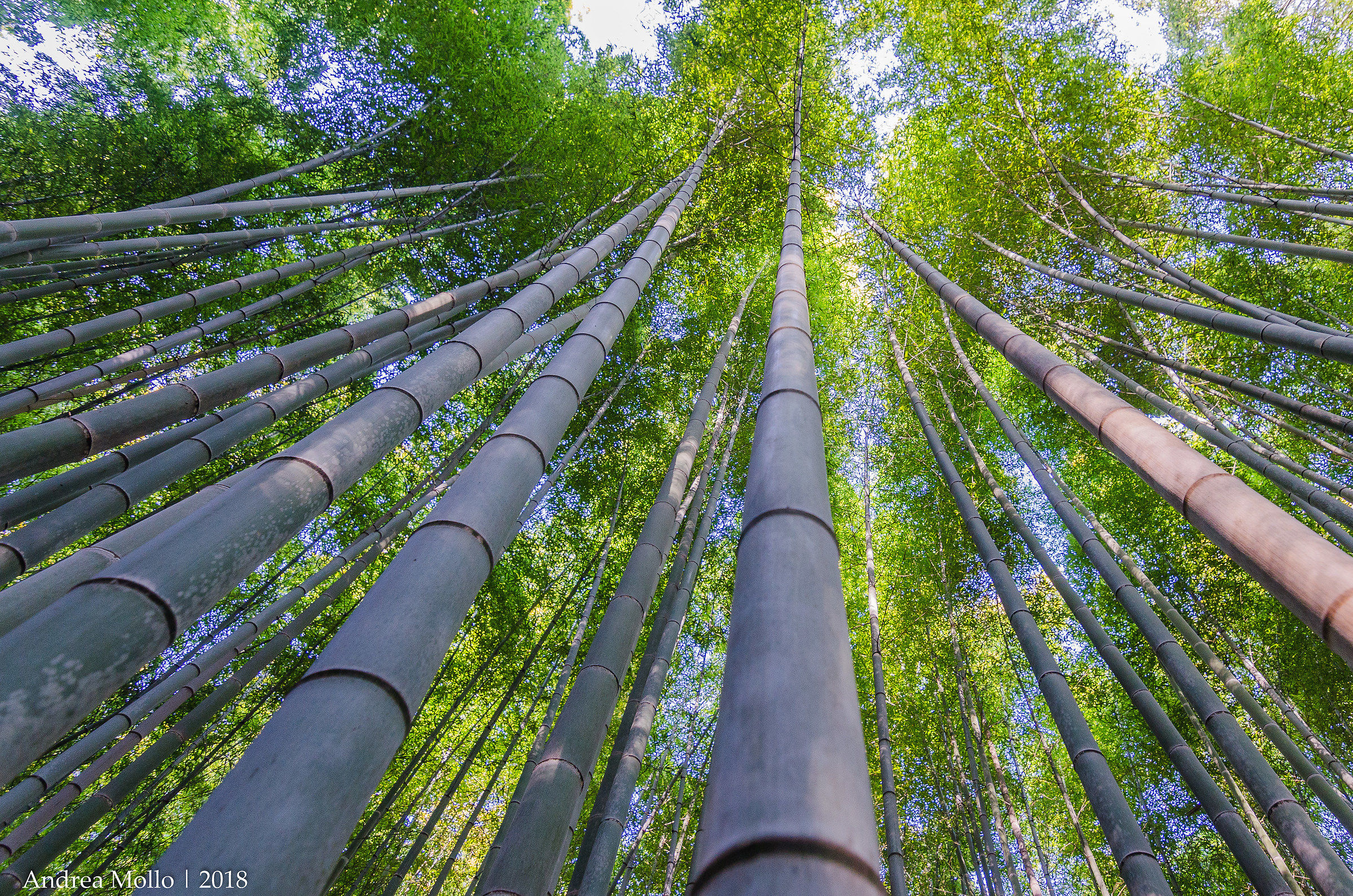 Arashiyama, Babú Forest