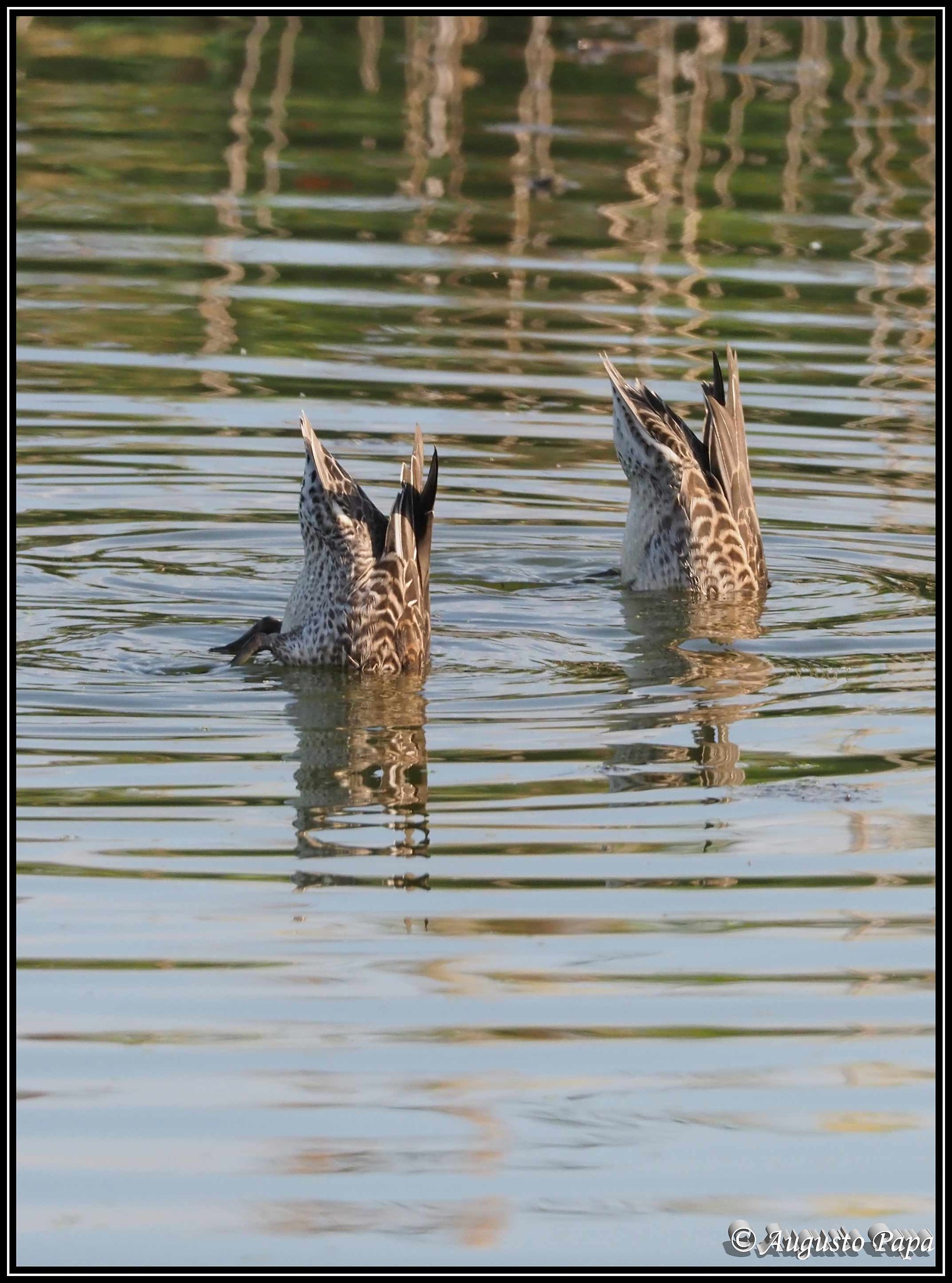 Synchronized swimming