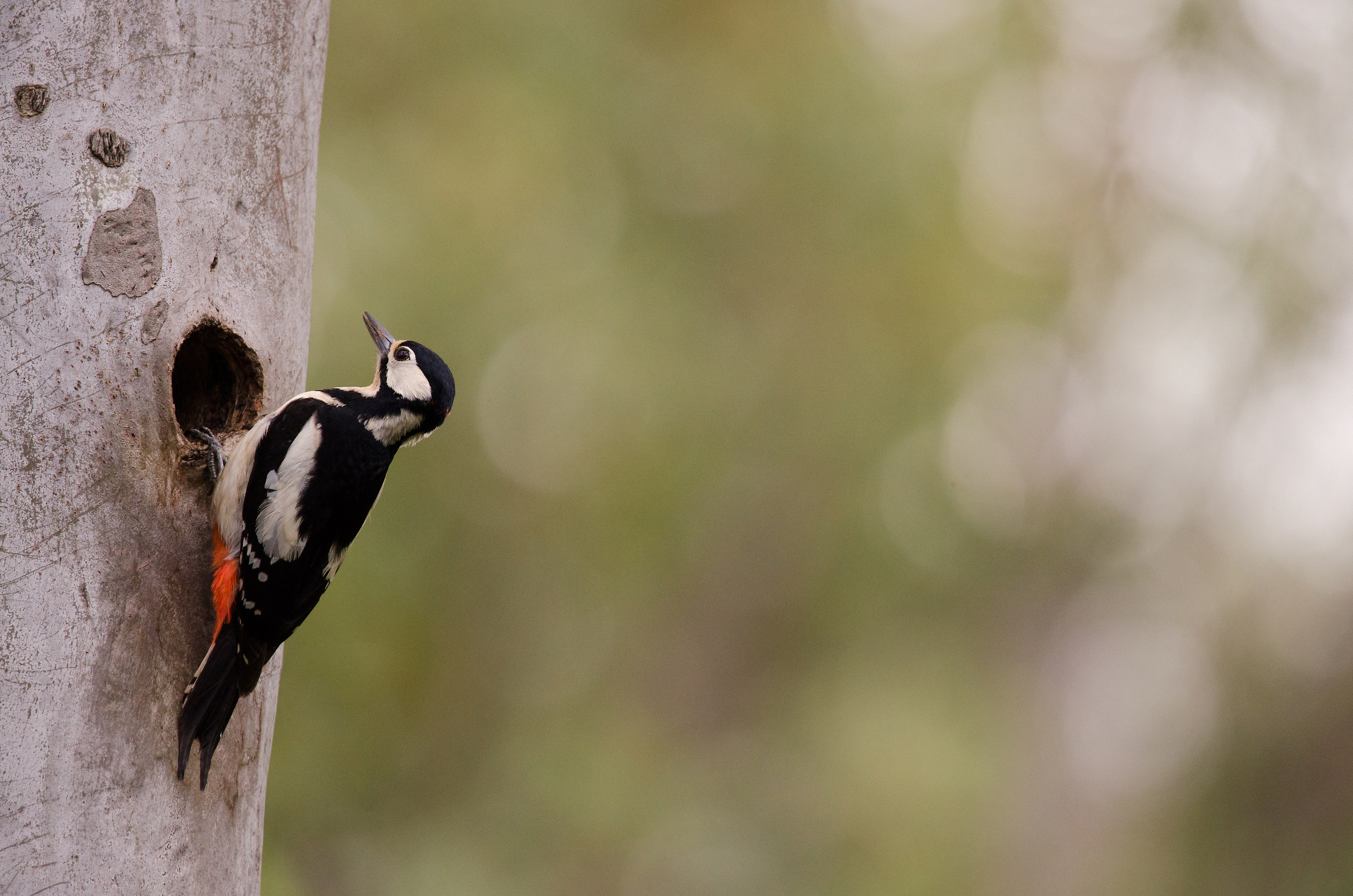 Picchio rosso maggiore