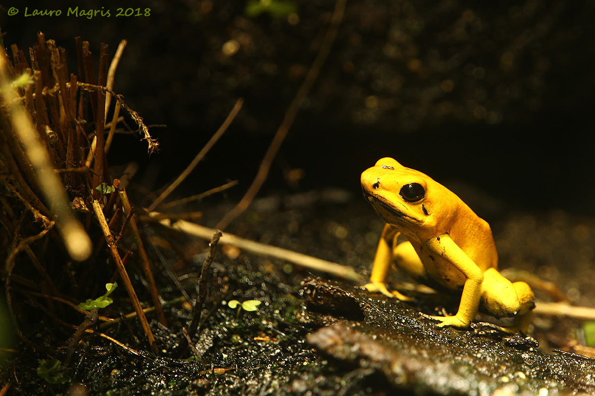 Golden Frog