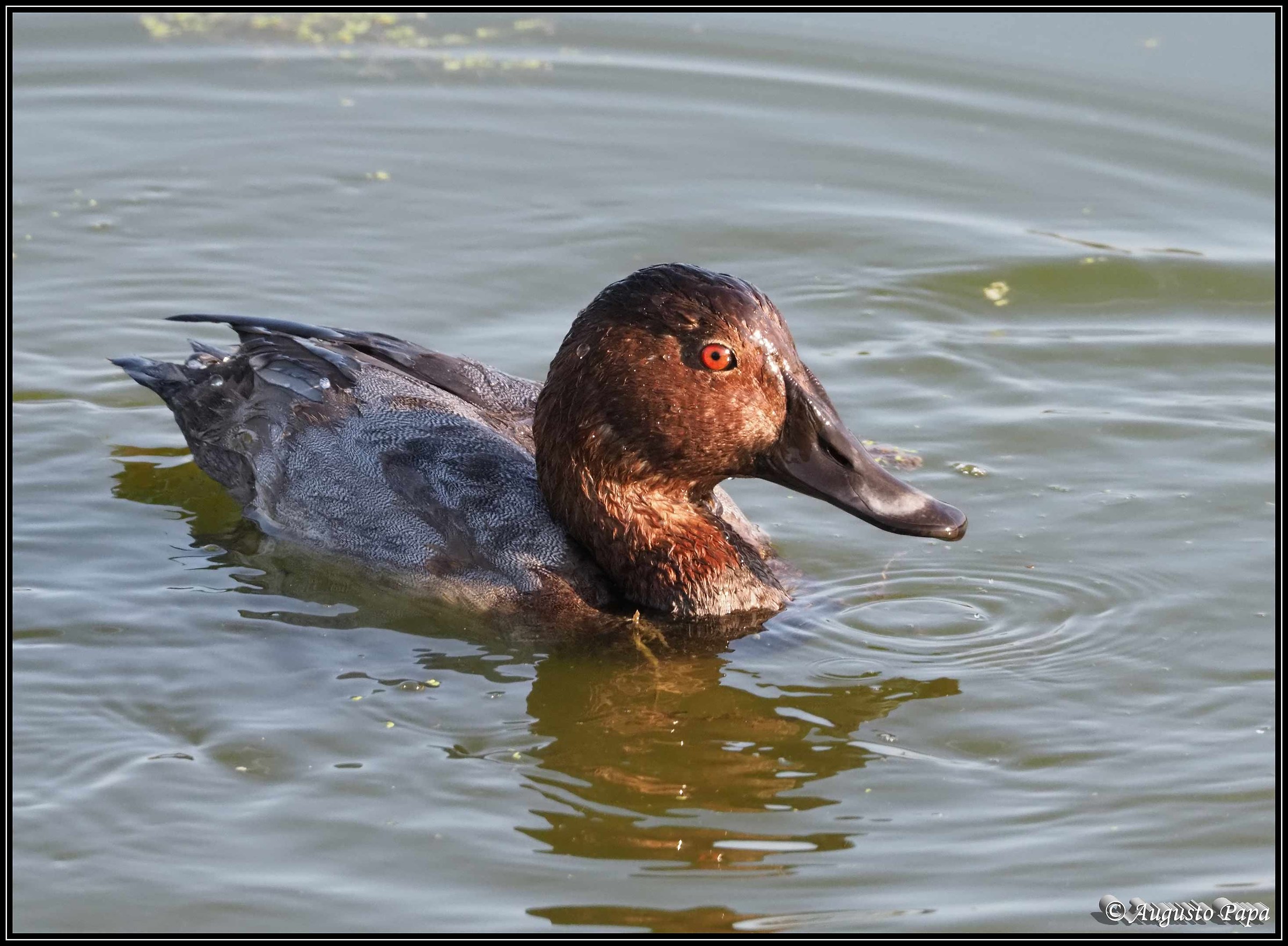 Pochard