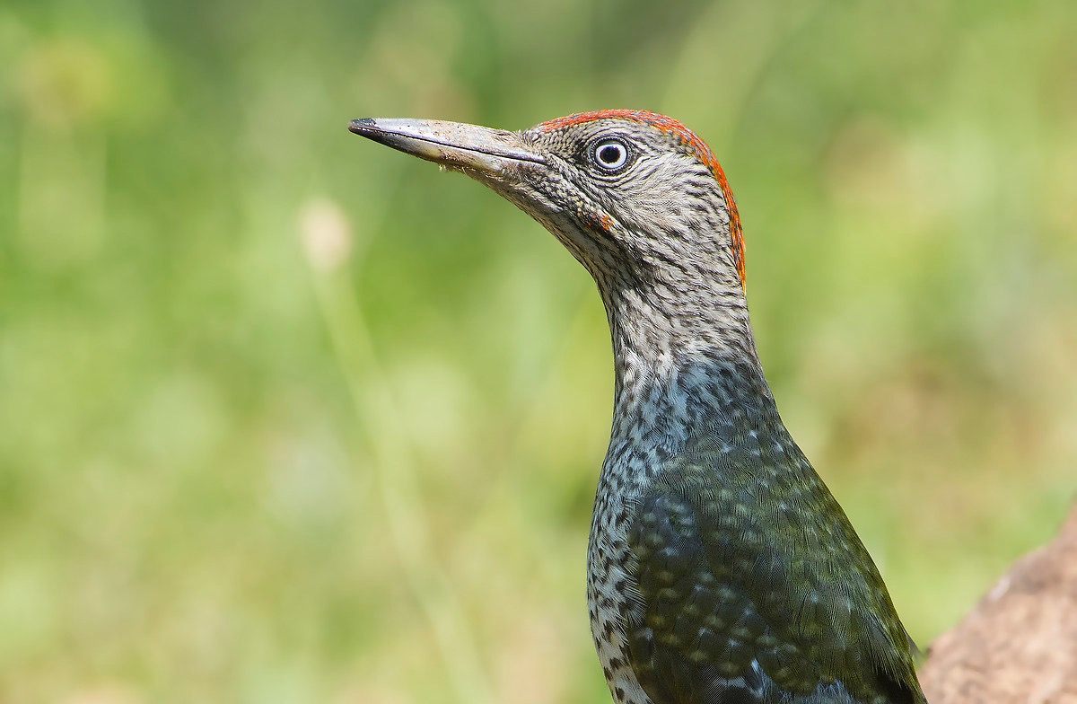 Primo piano di picchio verde