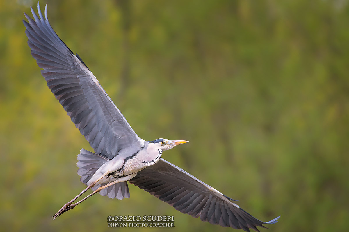 Ardea cinerea