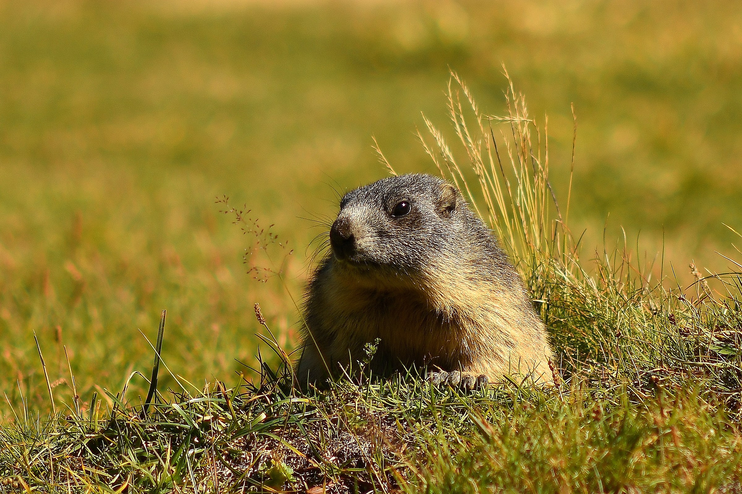 Marmota marmota