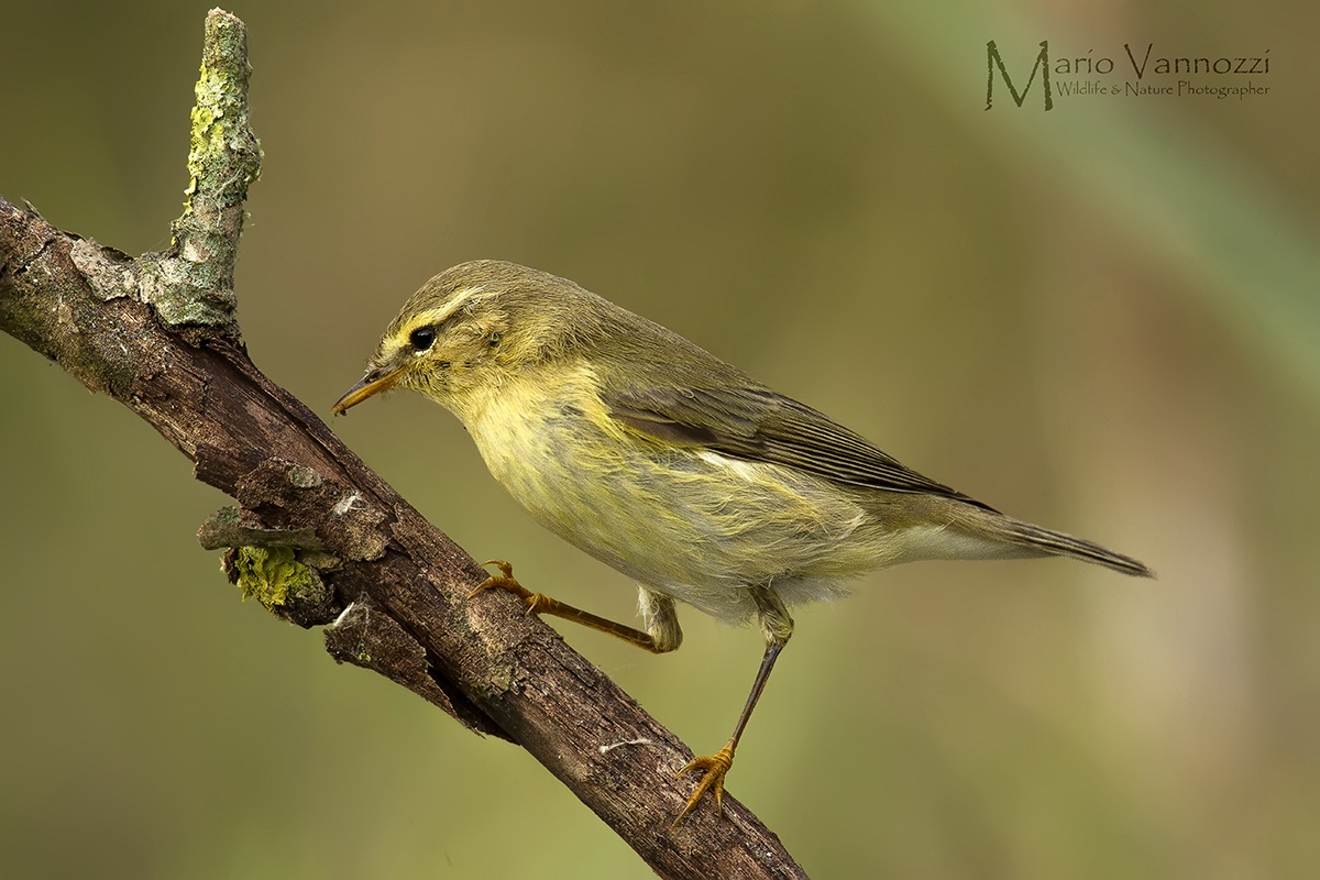 Willow Warbler?