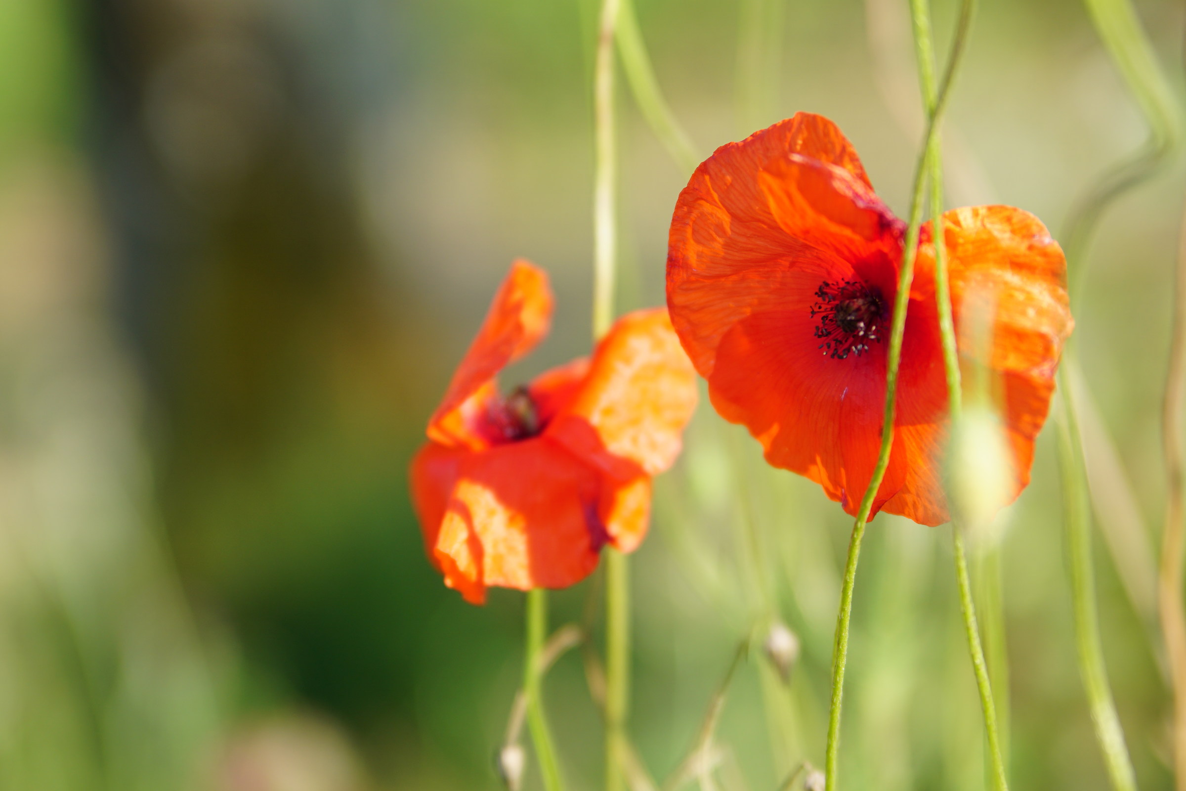 il bello delle colline......