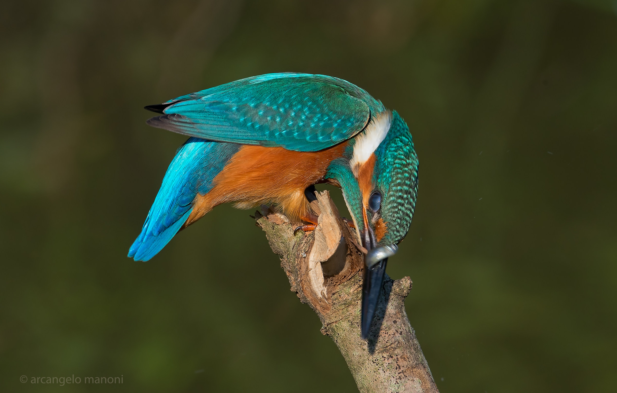 The stunning ritual of prey