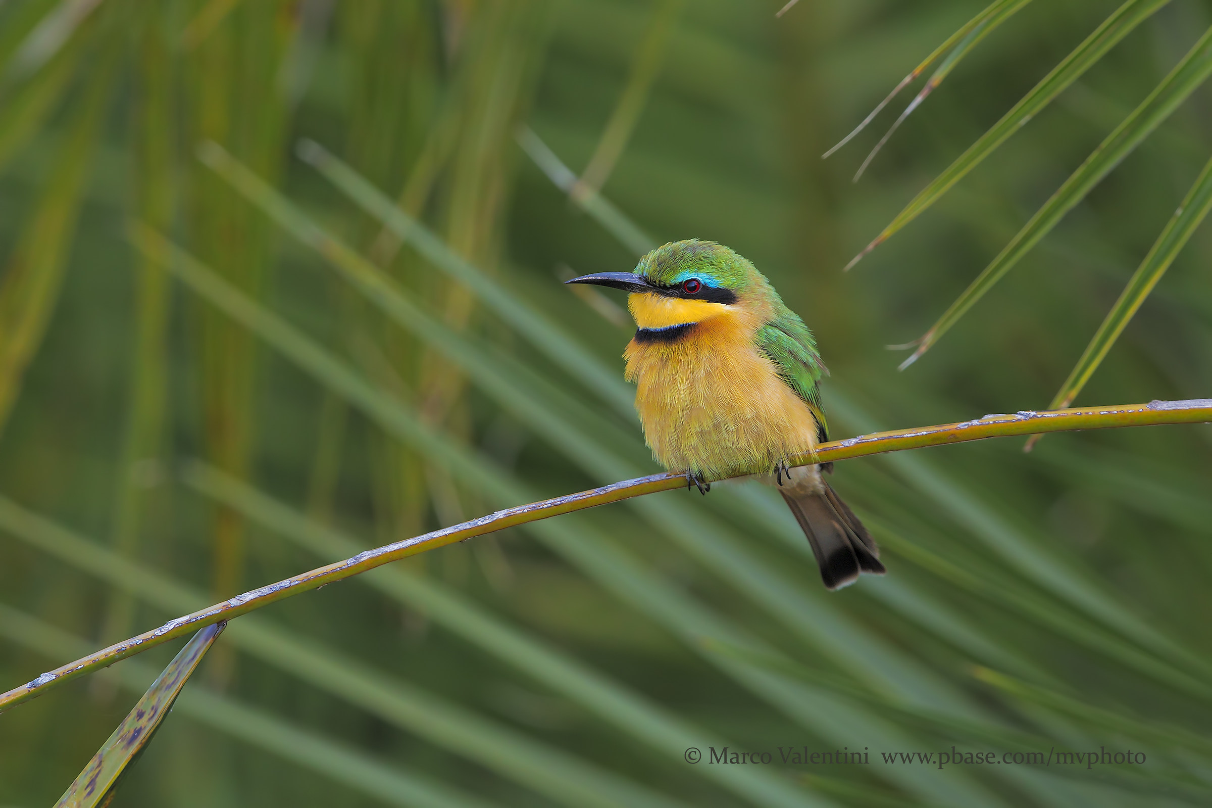 The Little Bee-eater