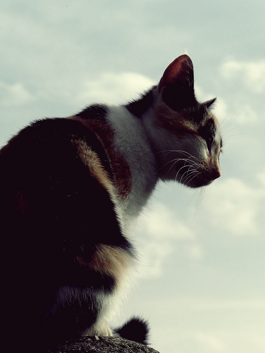 an unlikely gargoyle.