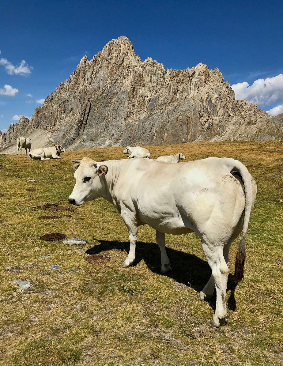 Beauties in comparison