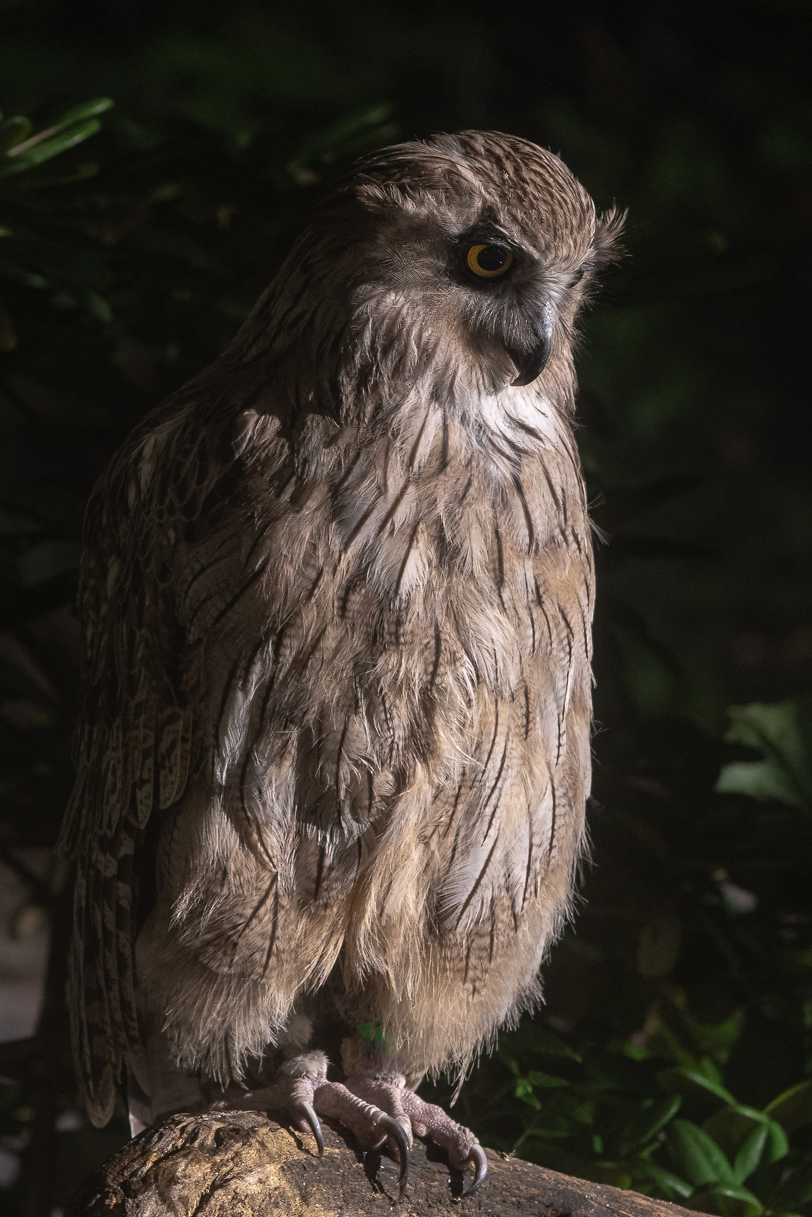 Fukuro (Owl)-Hokkaido