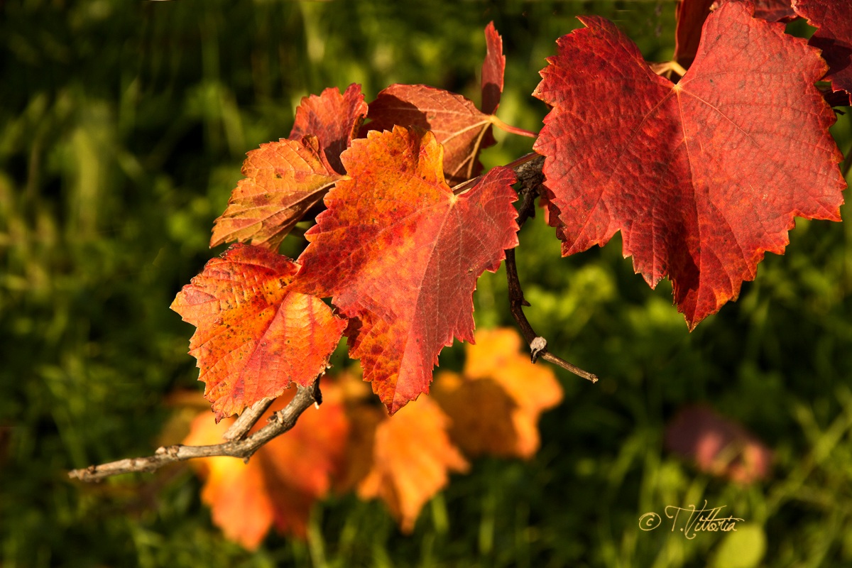 In the middle of the vineyard