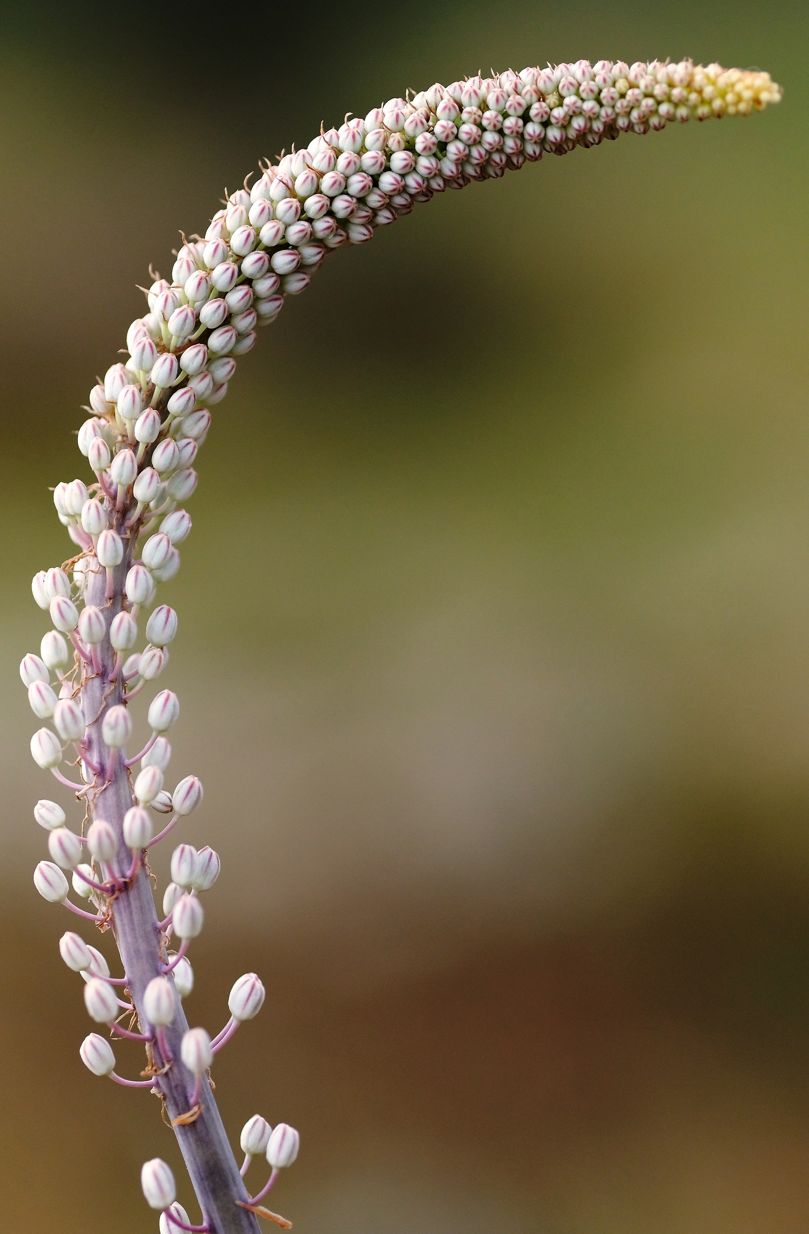 Fiore di Lupino