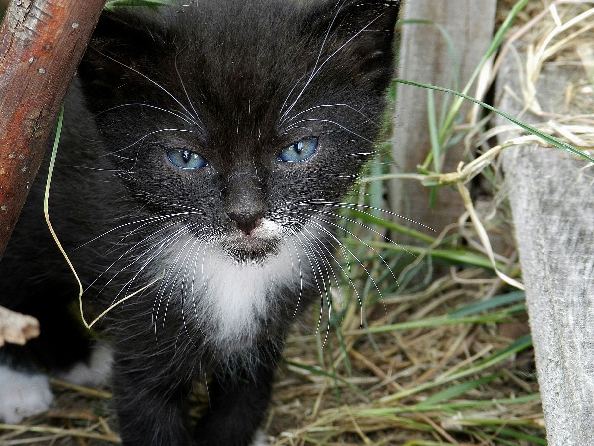 The fake aggressive.