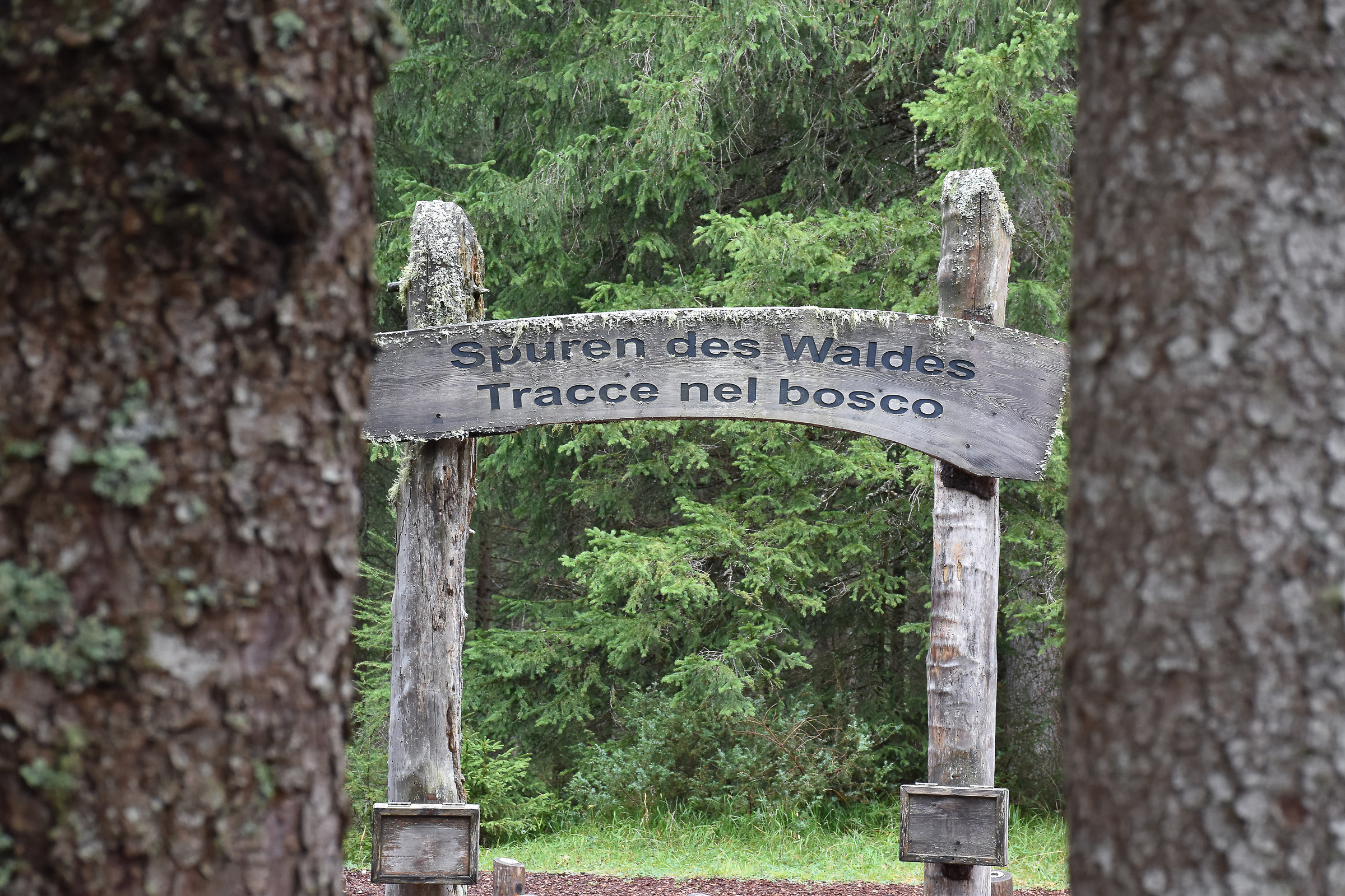 tracce ne bosco