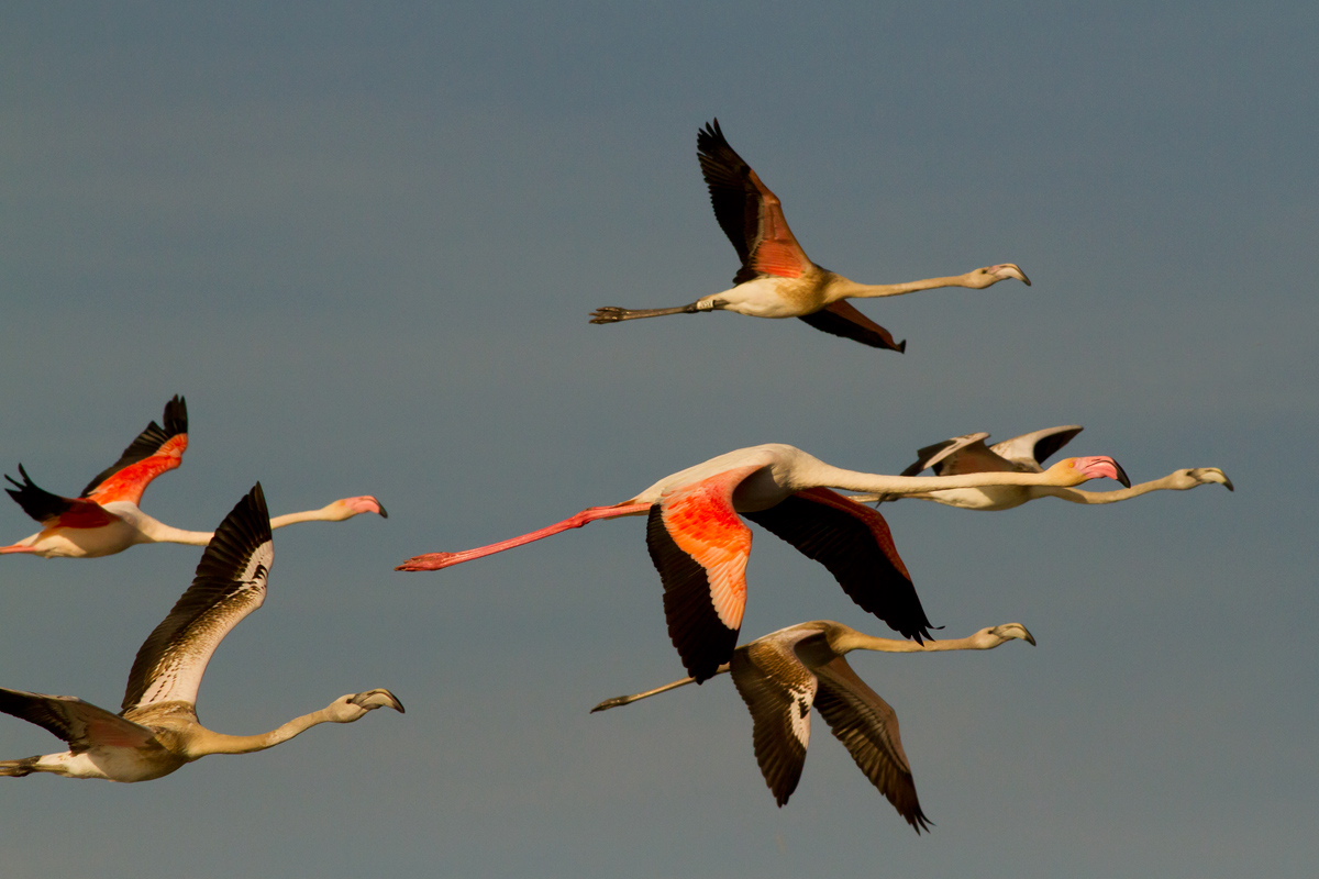Flamingos in flight 2