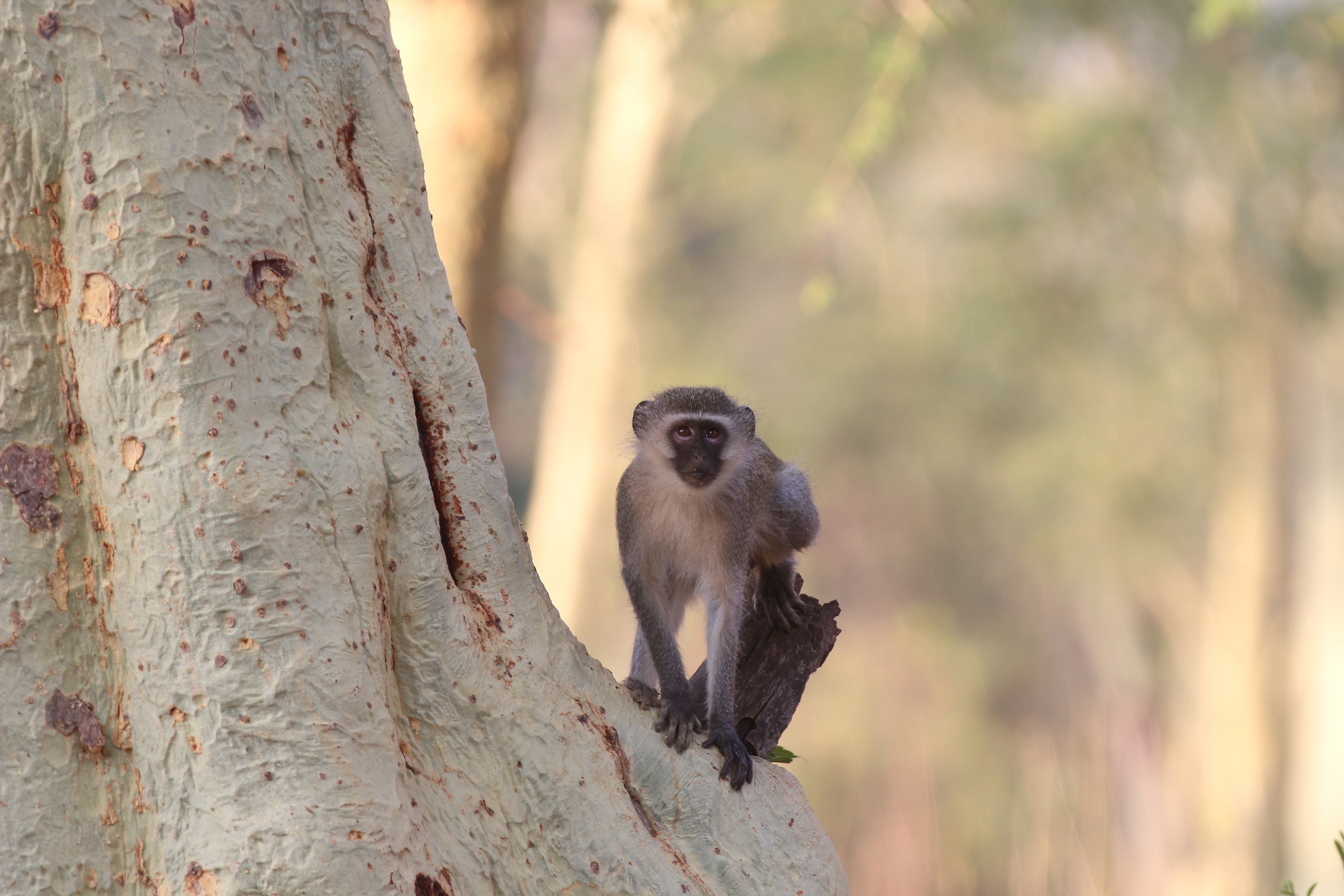 Green Cercopiteco (Chlorocebus pygerythrus)