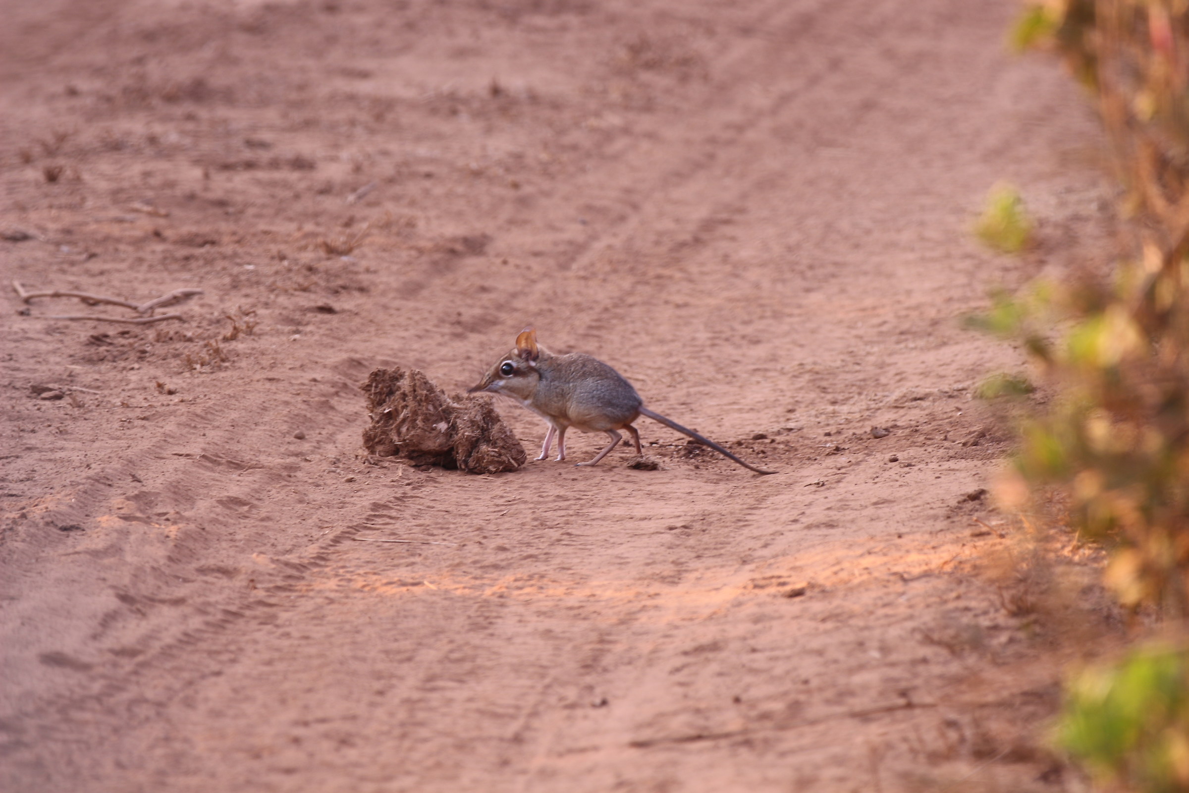 Petrodrome or Elephant-mouse (Petrodromus tetradactylus)