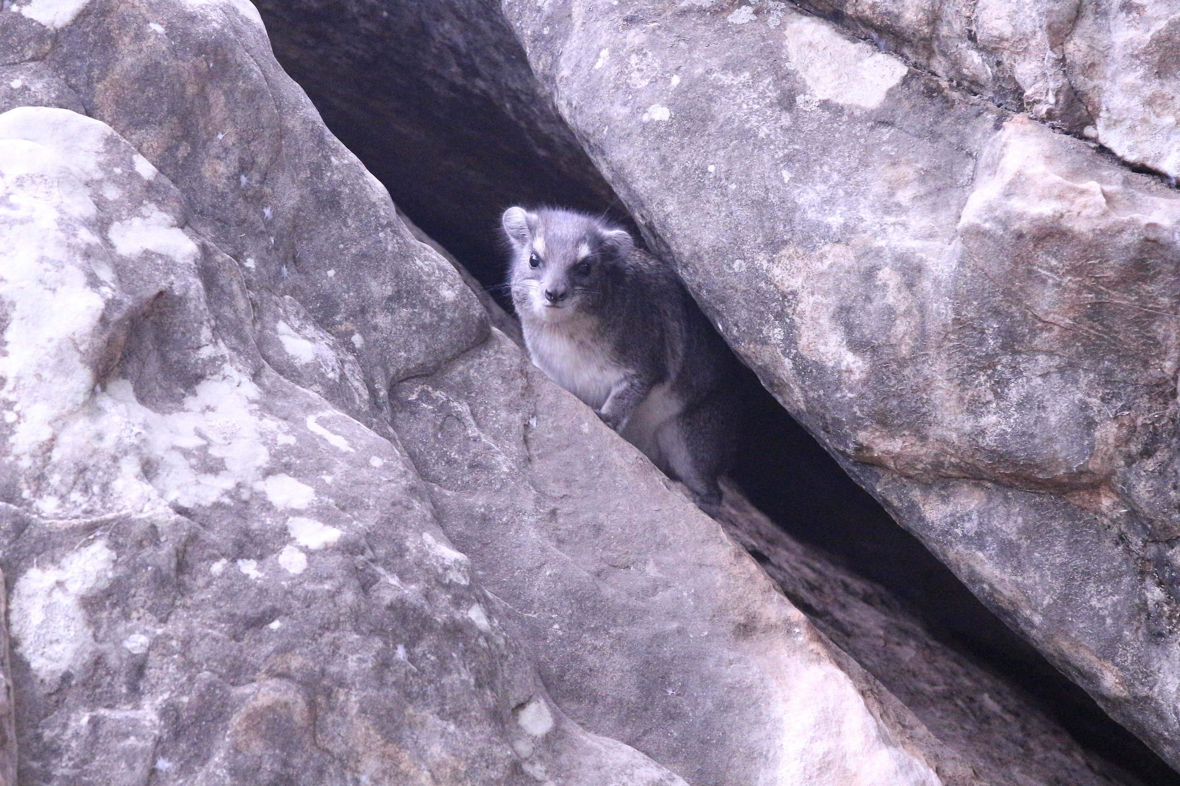 Head Irace or Rock Proguinea