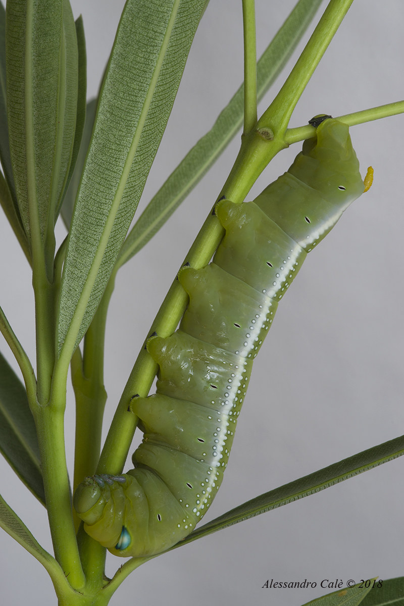 Daphnis Nerii (oleander Sphinx) 3217