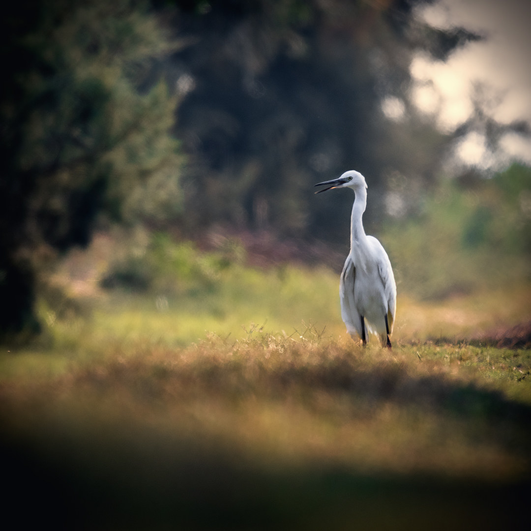 Egretta garzetta
