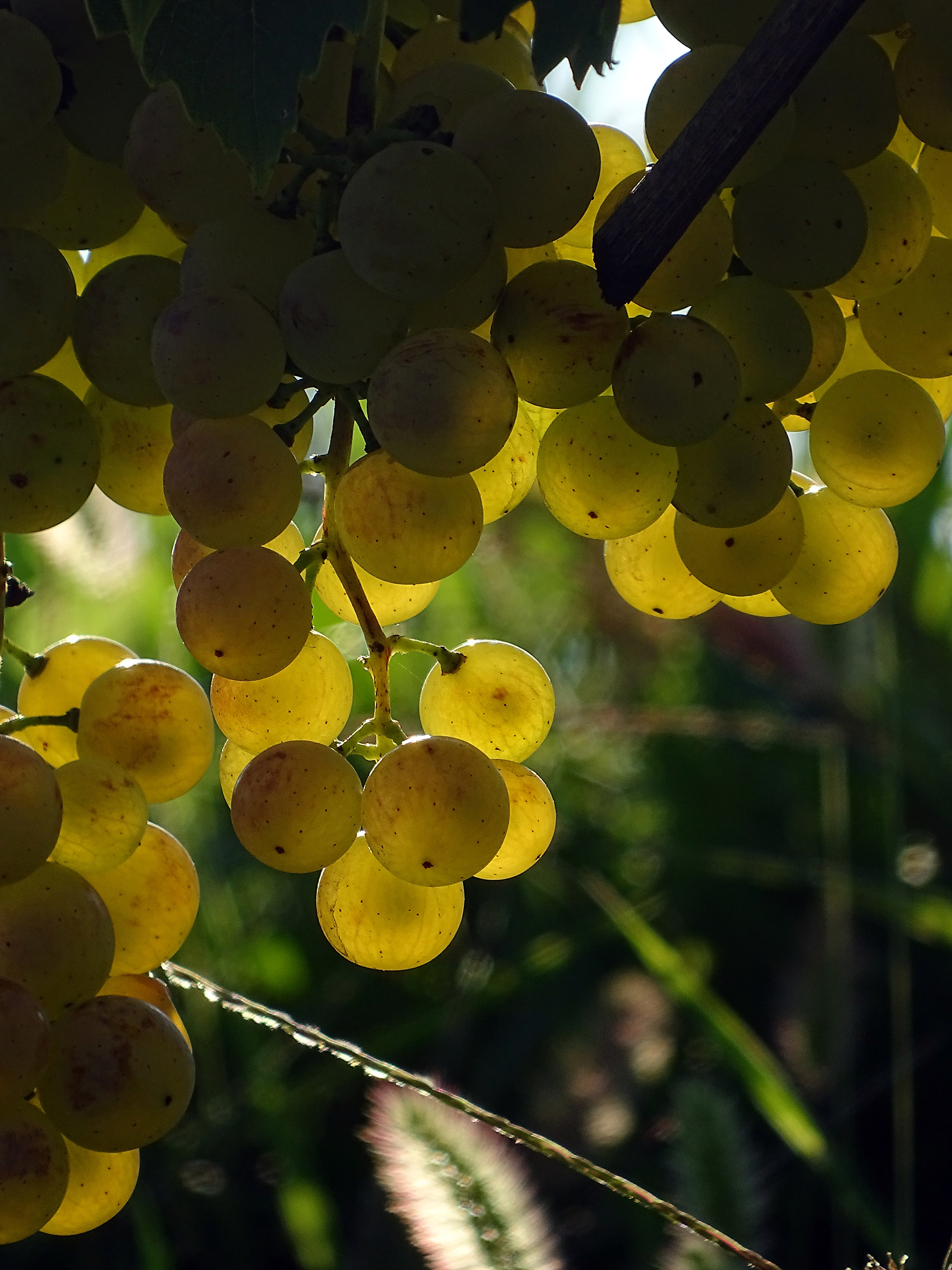 Settembre nel Collio