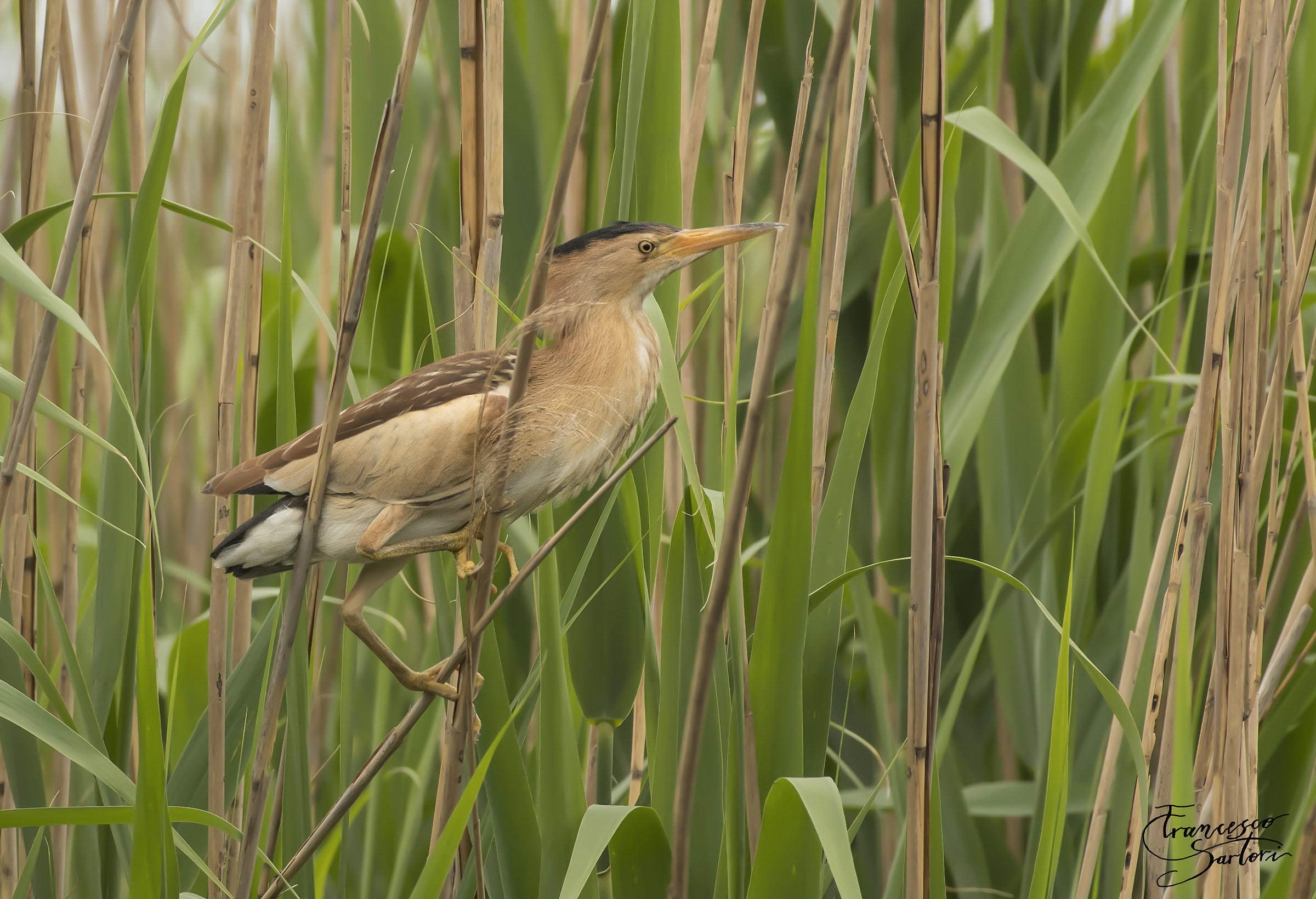 Female Bittern