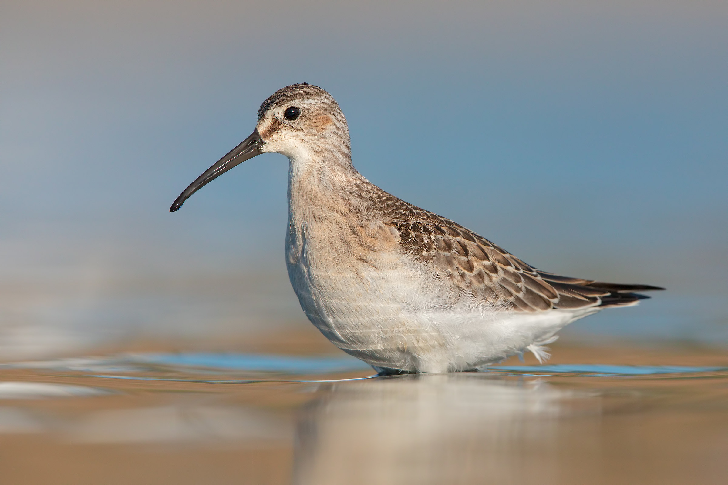Gold cast (Common sanderling)