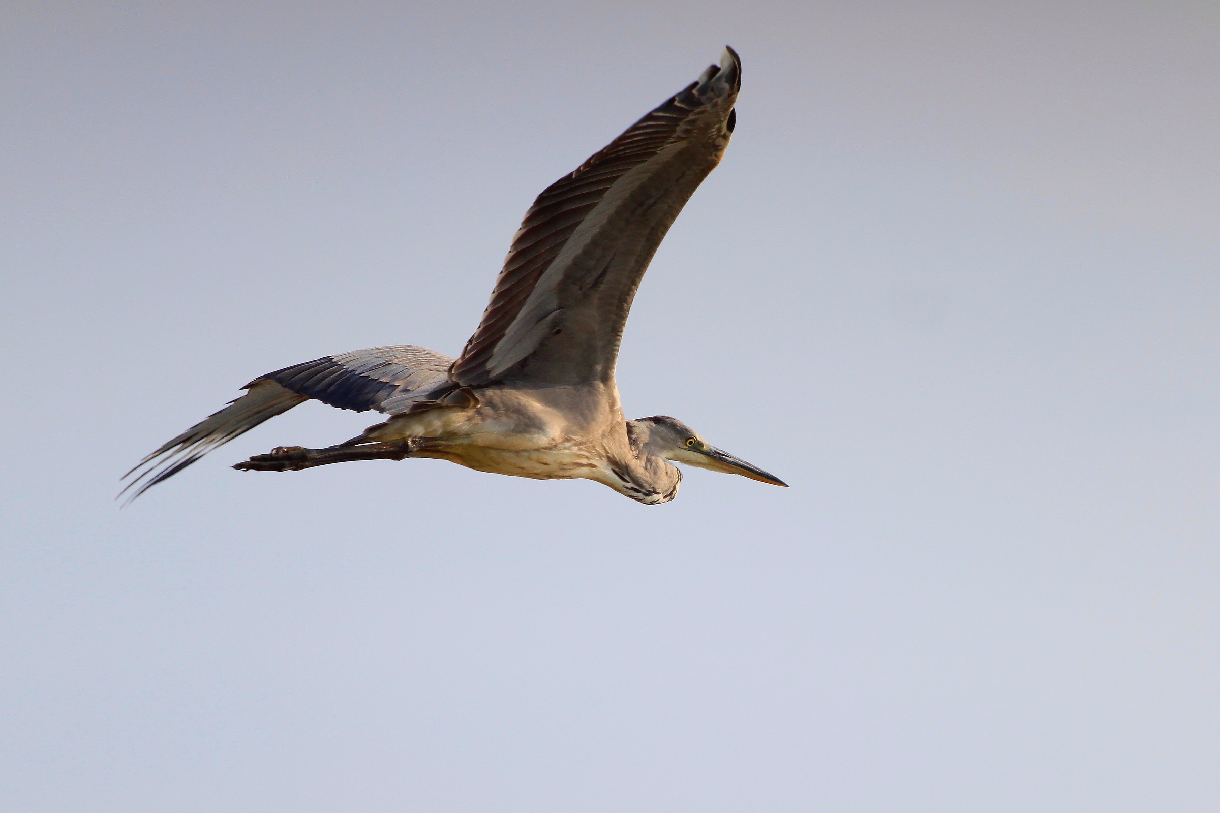 Grey Heron.