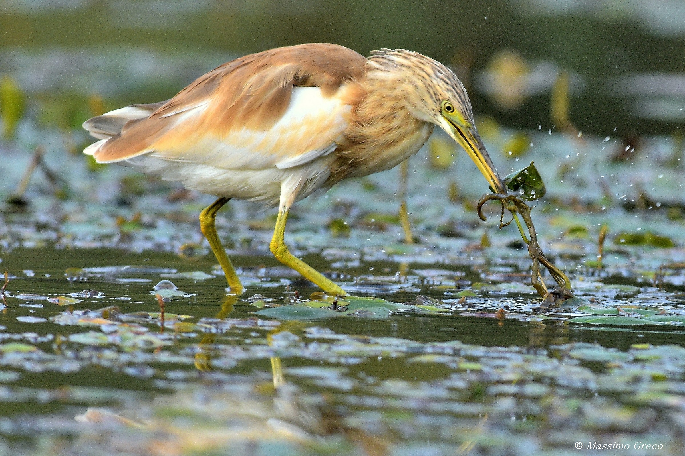 Giovane Sgarza ciuffetto (Ardeola ralloides)