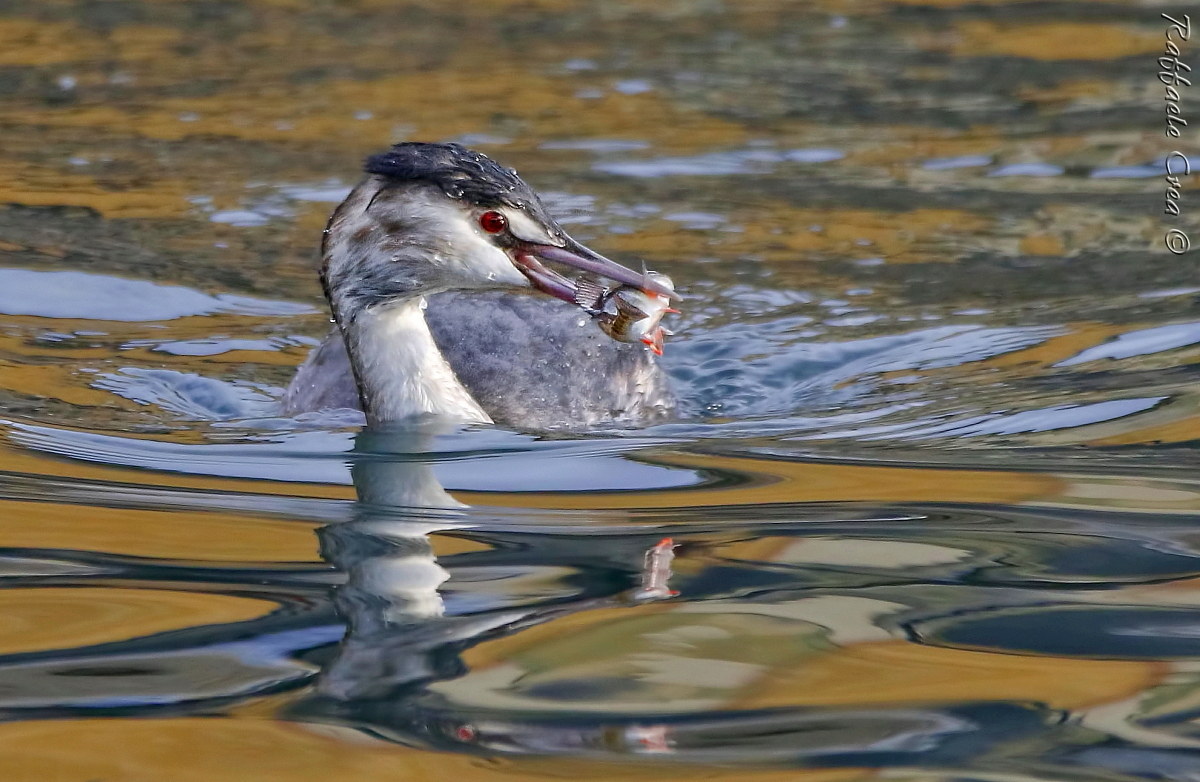 Major Crested Grebe with Perch