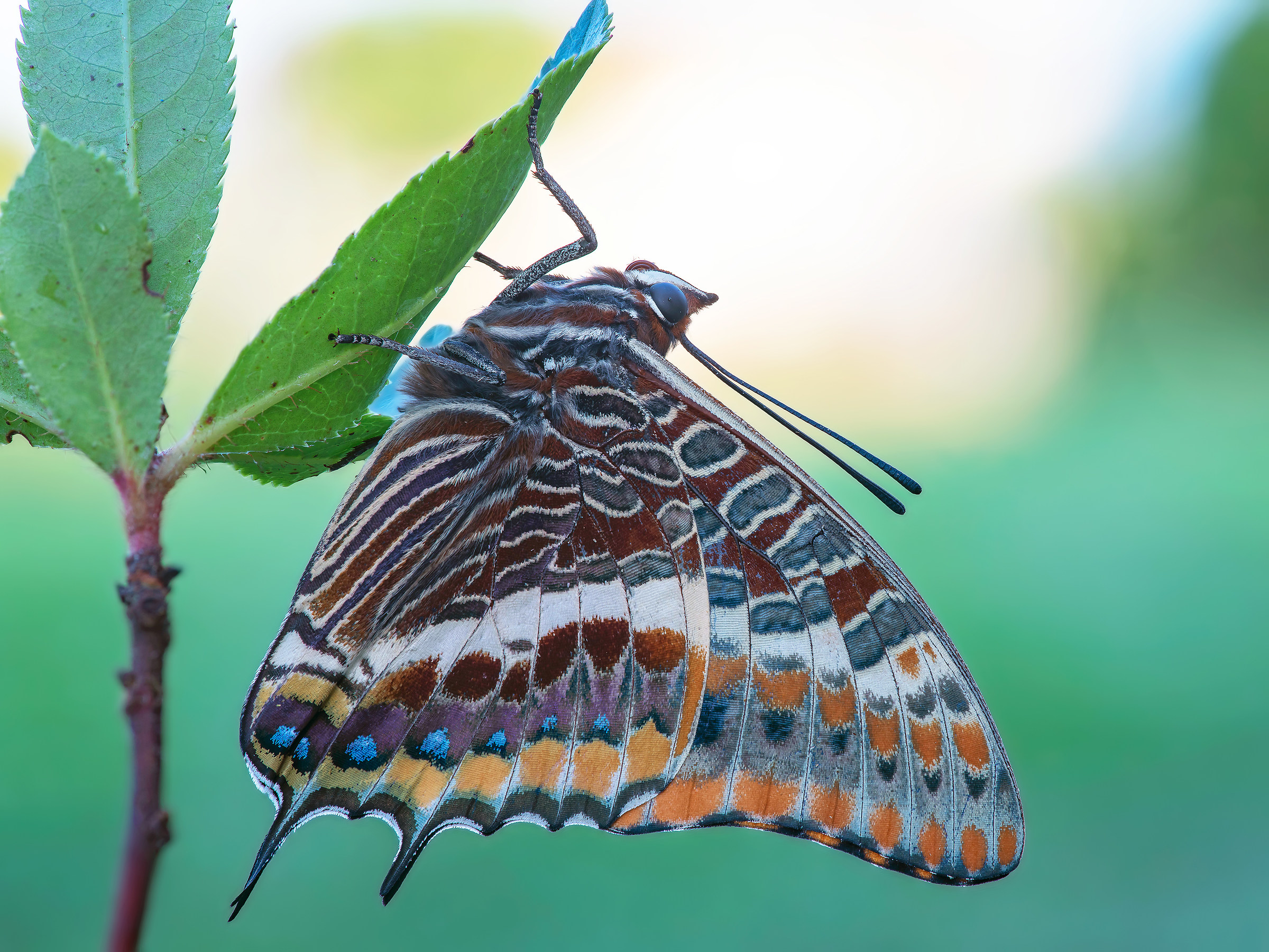 Pasha Charaxes
