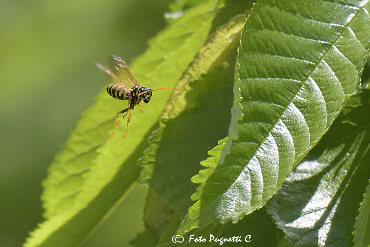 Small Wasp