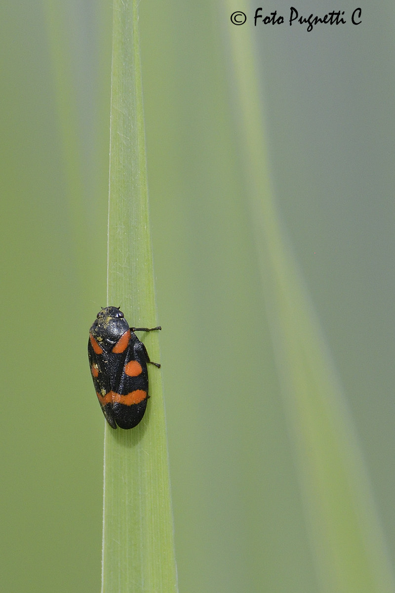 Insect to be defined