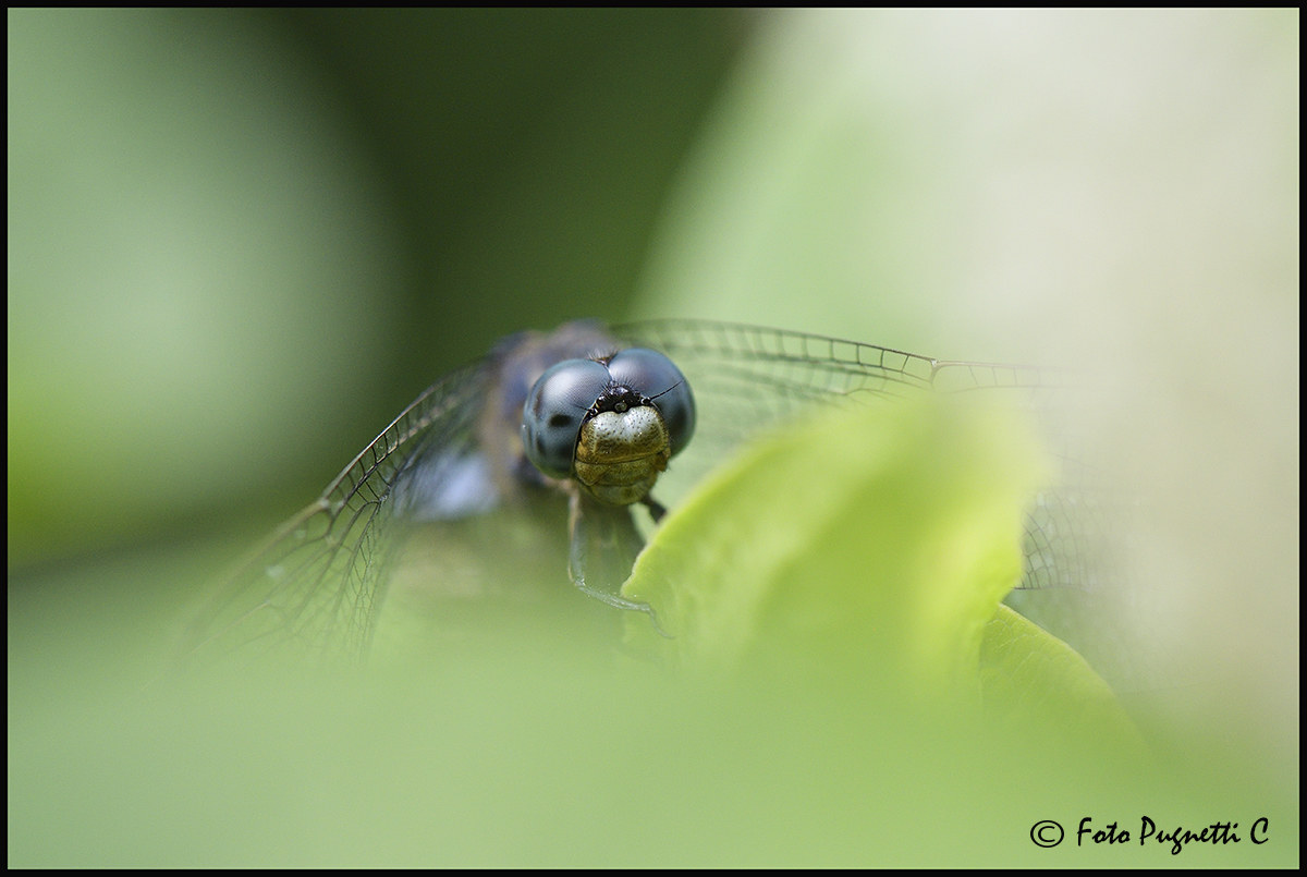Dragonfly
