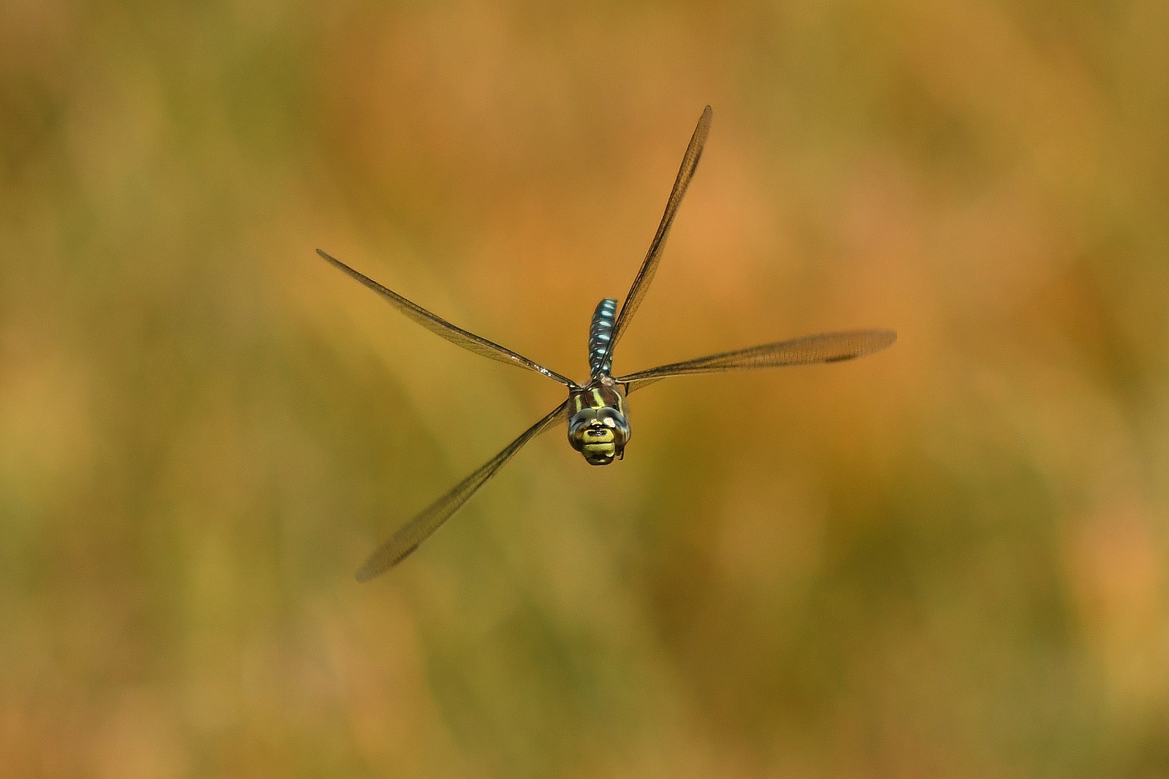 Aeshna juncea ( maschio )